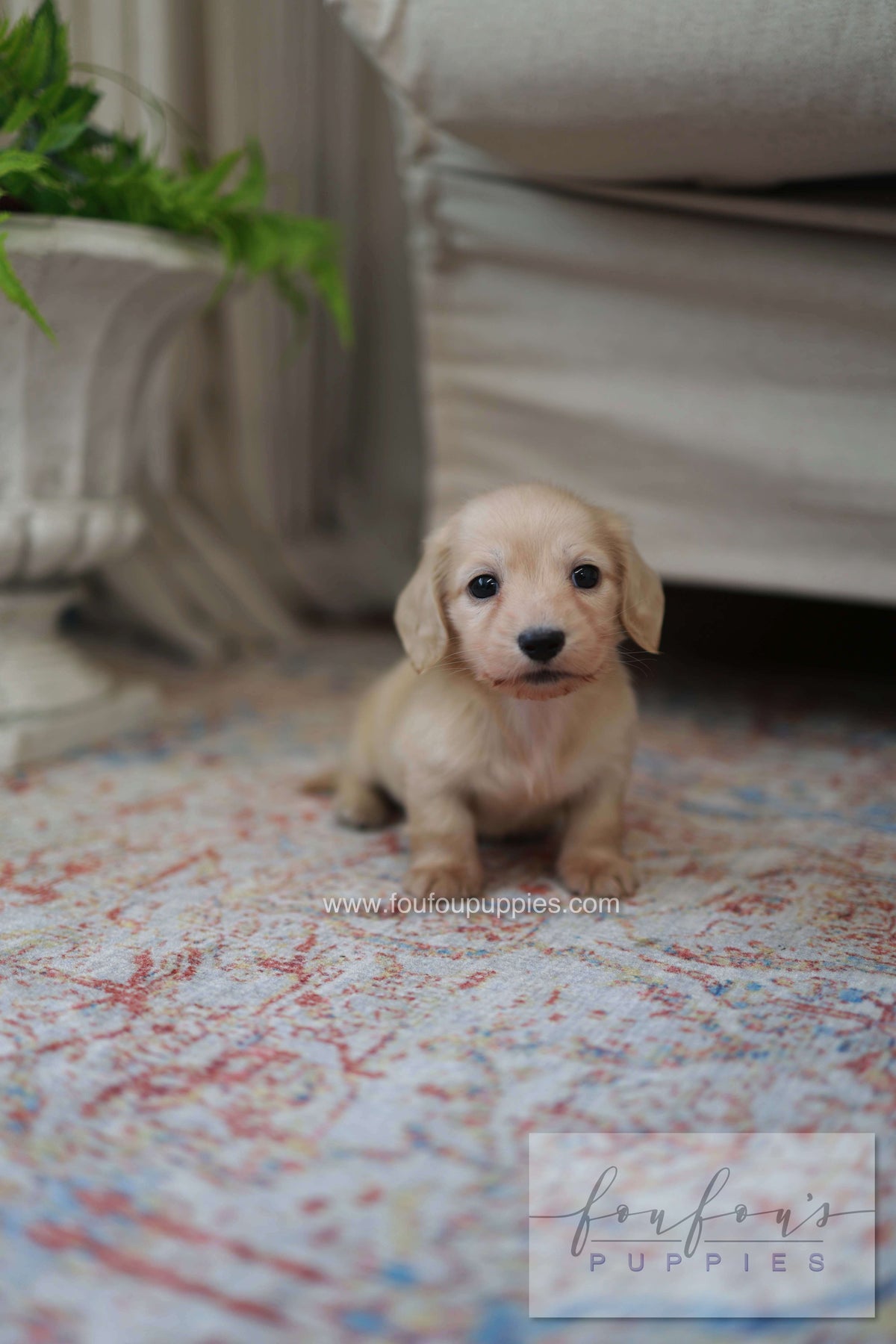 Eden - Dachshund F.