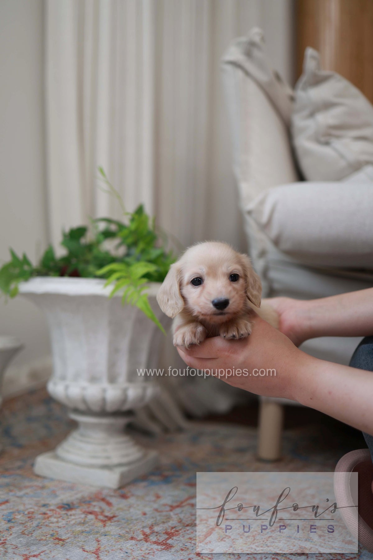 Eden - Dachshund F.