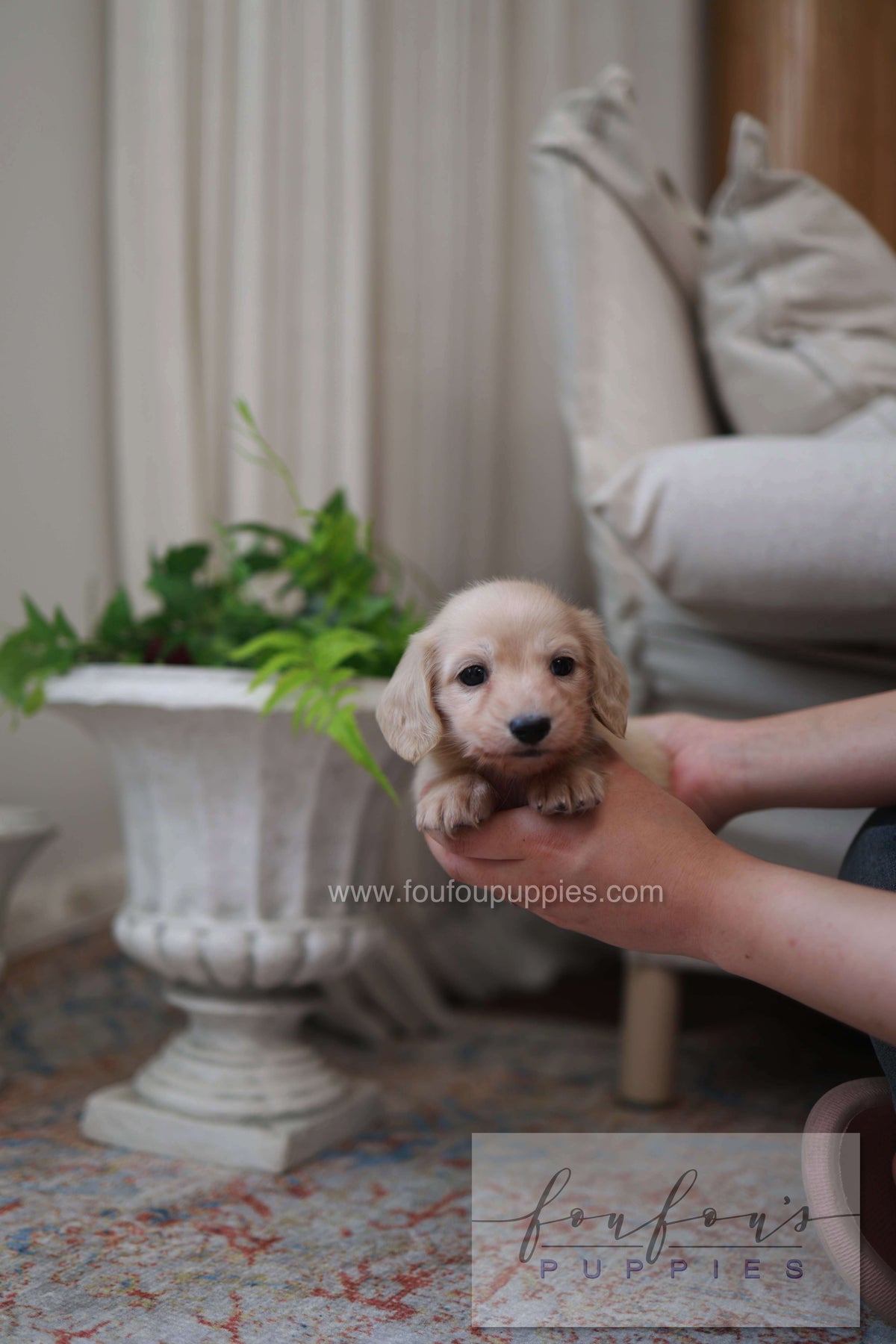 Eden - Dachshund F.