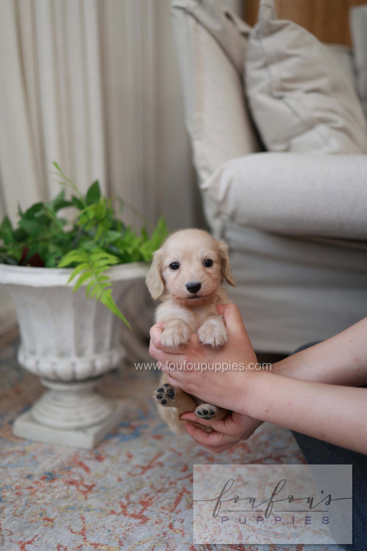 Eden - Dachshund F.