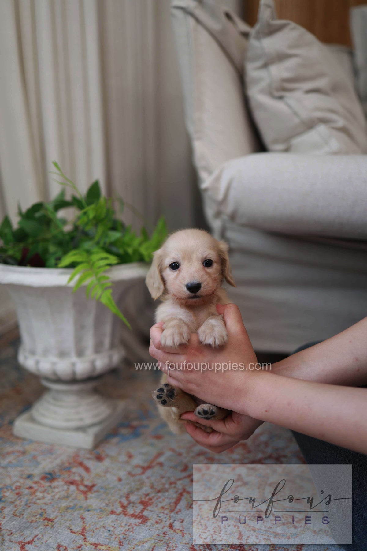 Eden - Dachshund F.