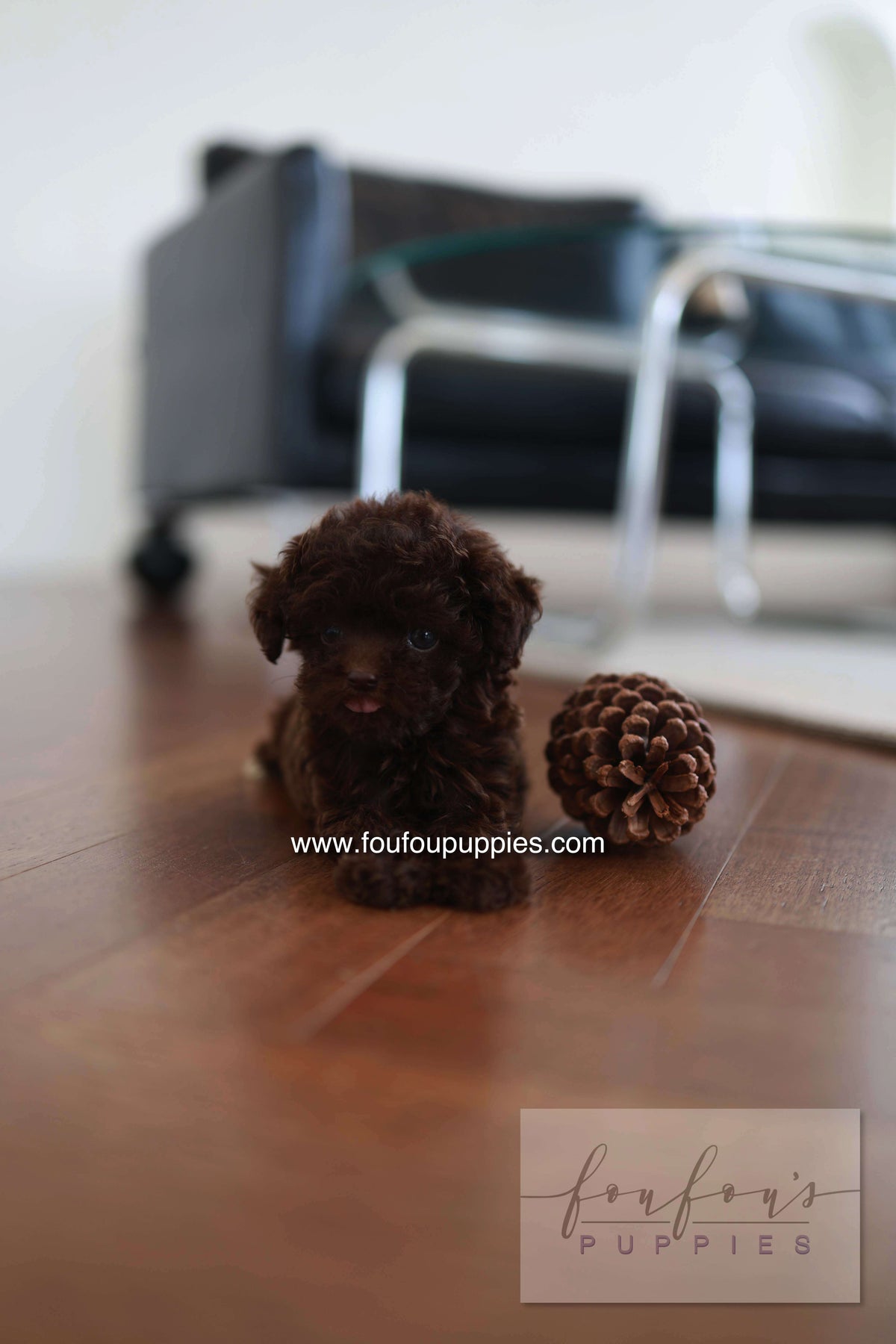 Patchi - Poodle F.