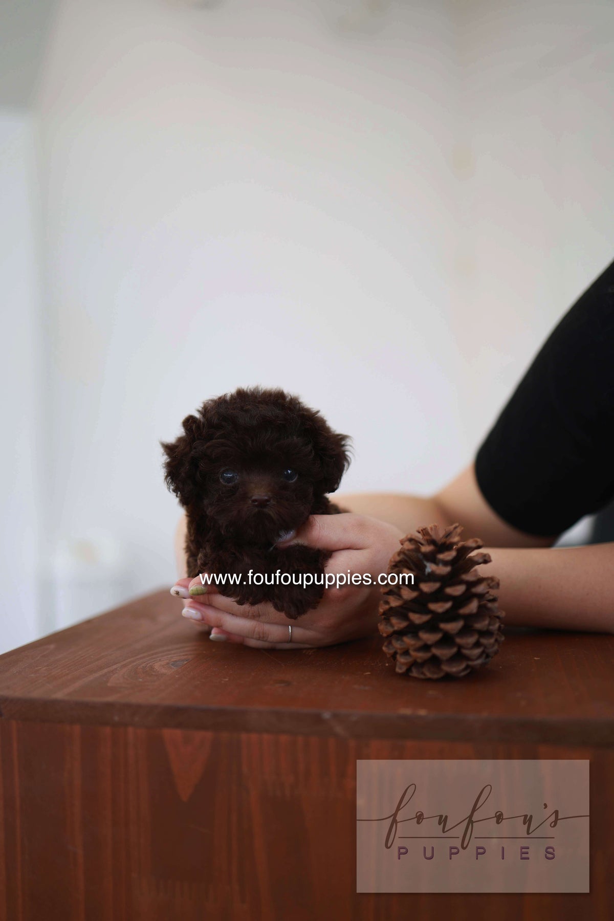 Patchi - Poodle F.