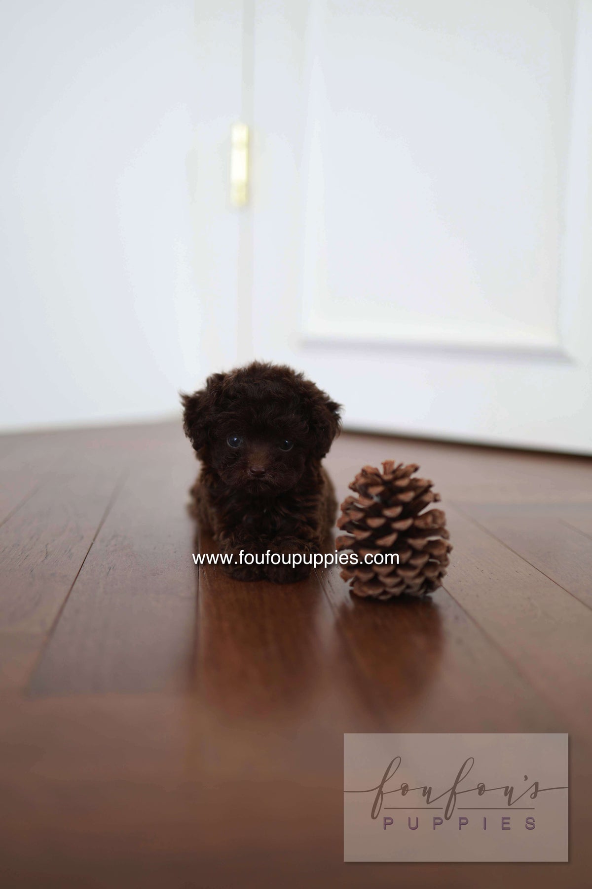 Patchi - Poodle F.