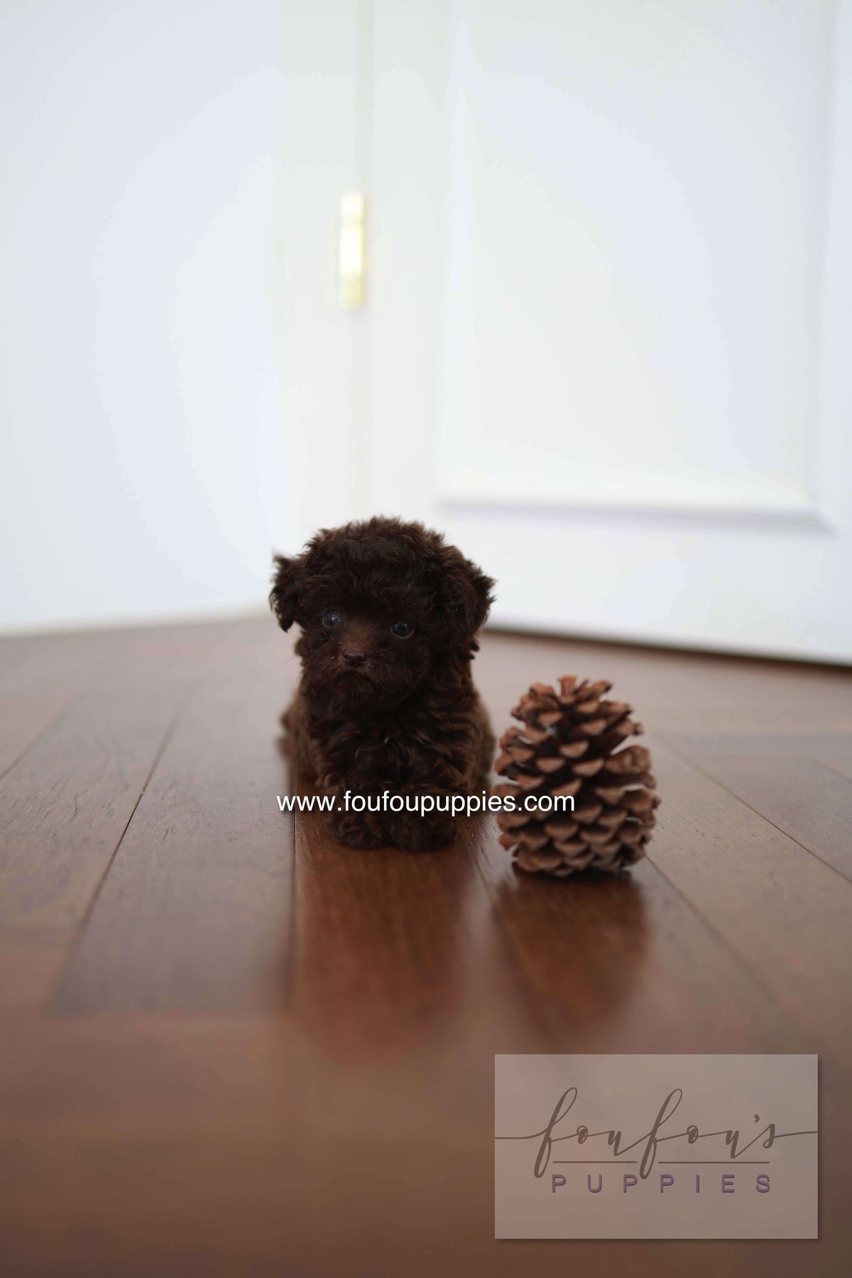 Patchi - Poodle F.