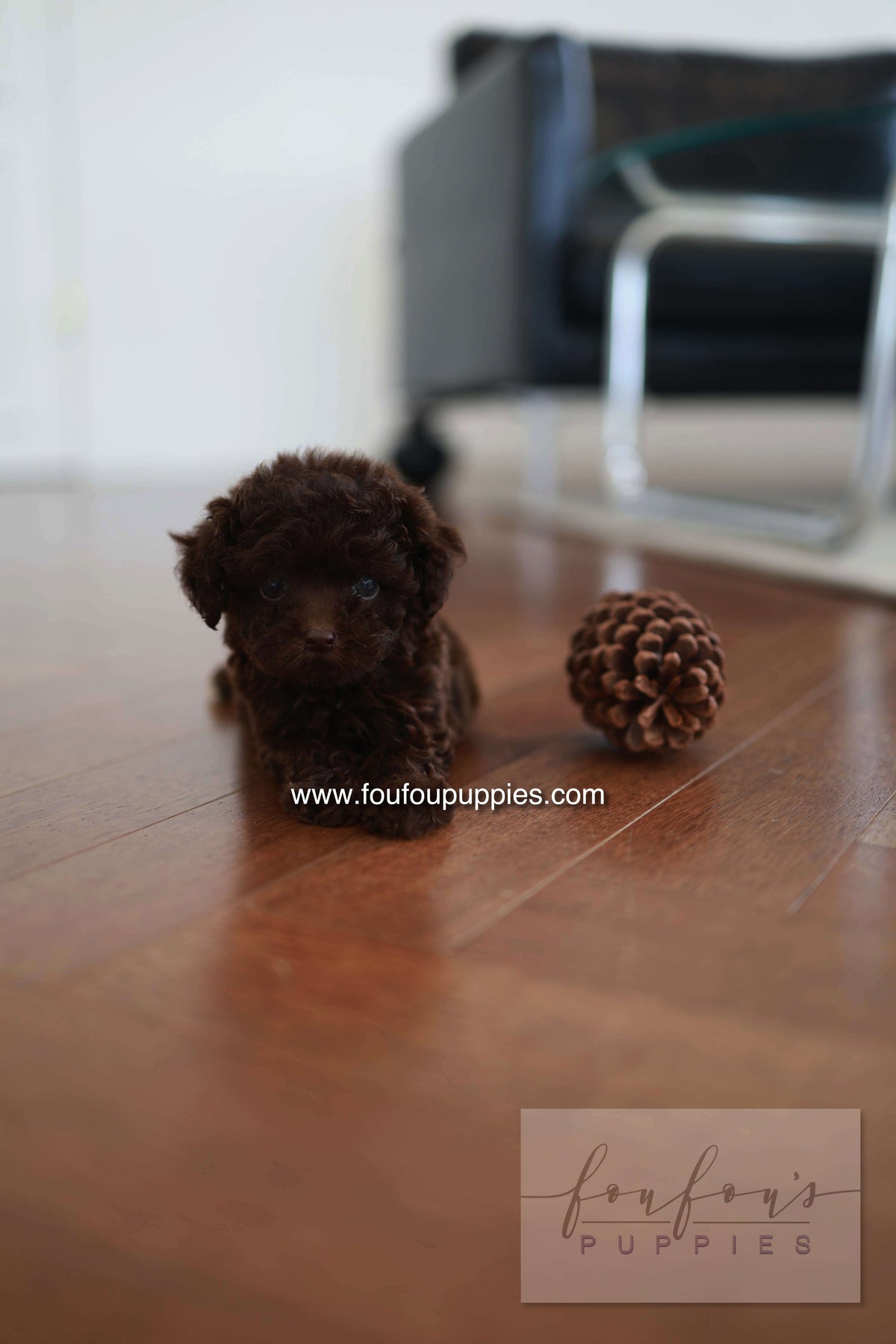 Patchi - Poodle F.