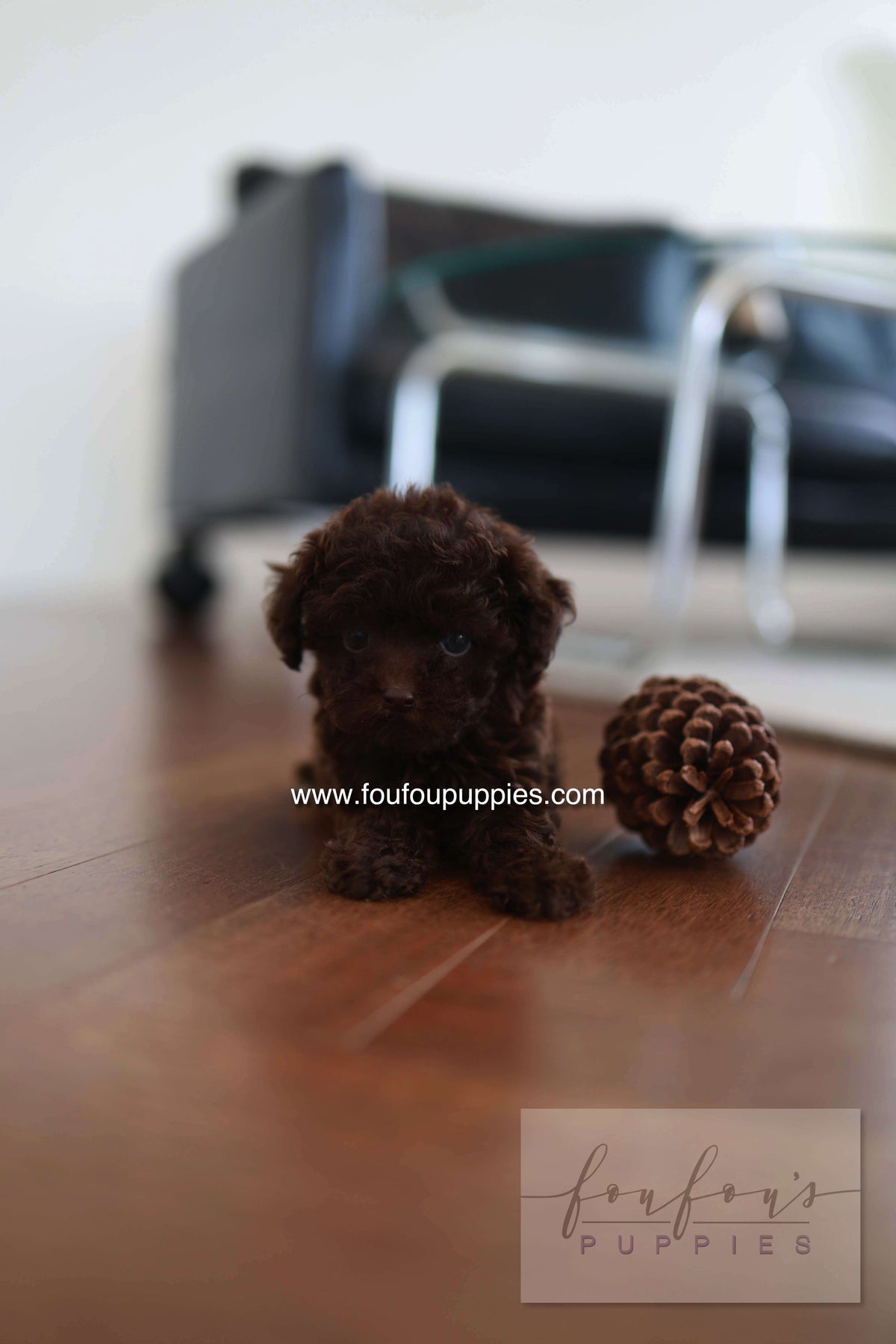 Patchi - Poodle F.