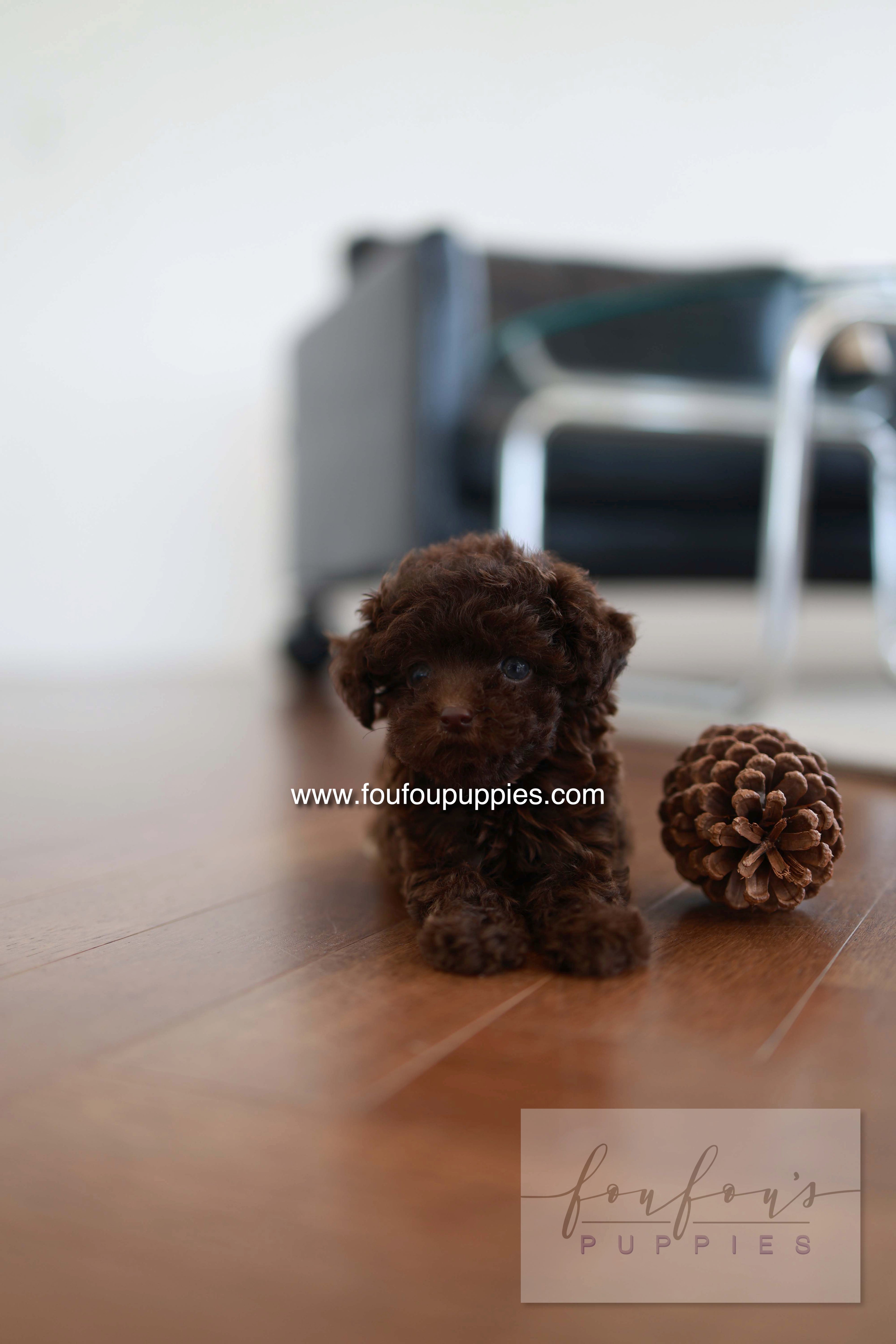 Patchi - Poodle F.
