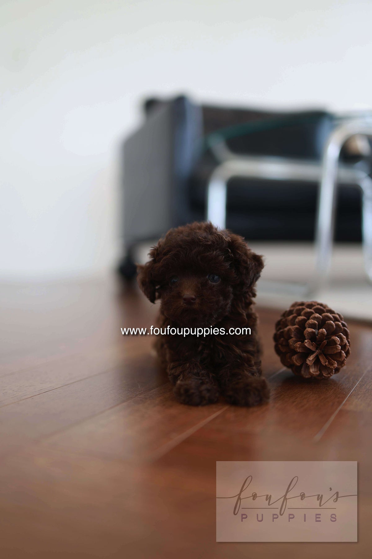 Patchi - Poodle F.
