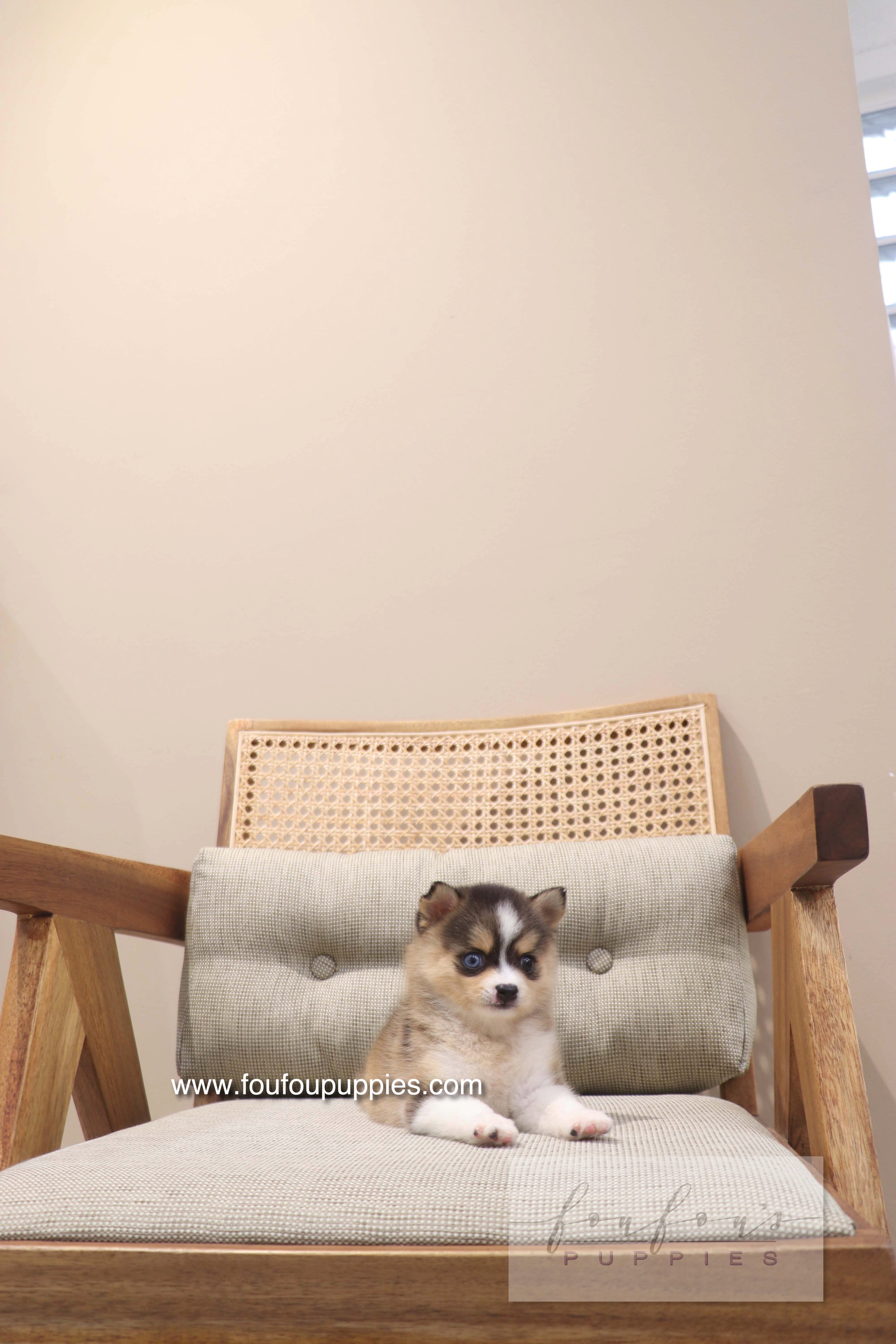 Nyra - Pomsky F.