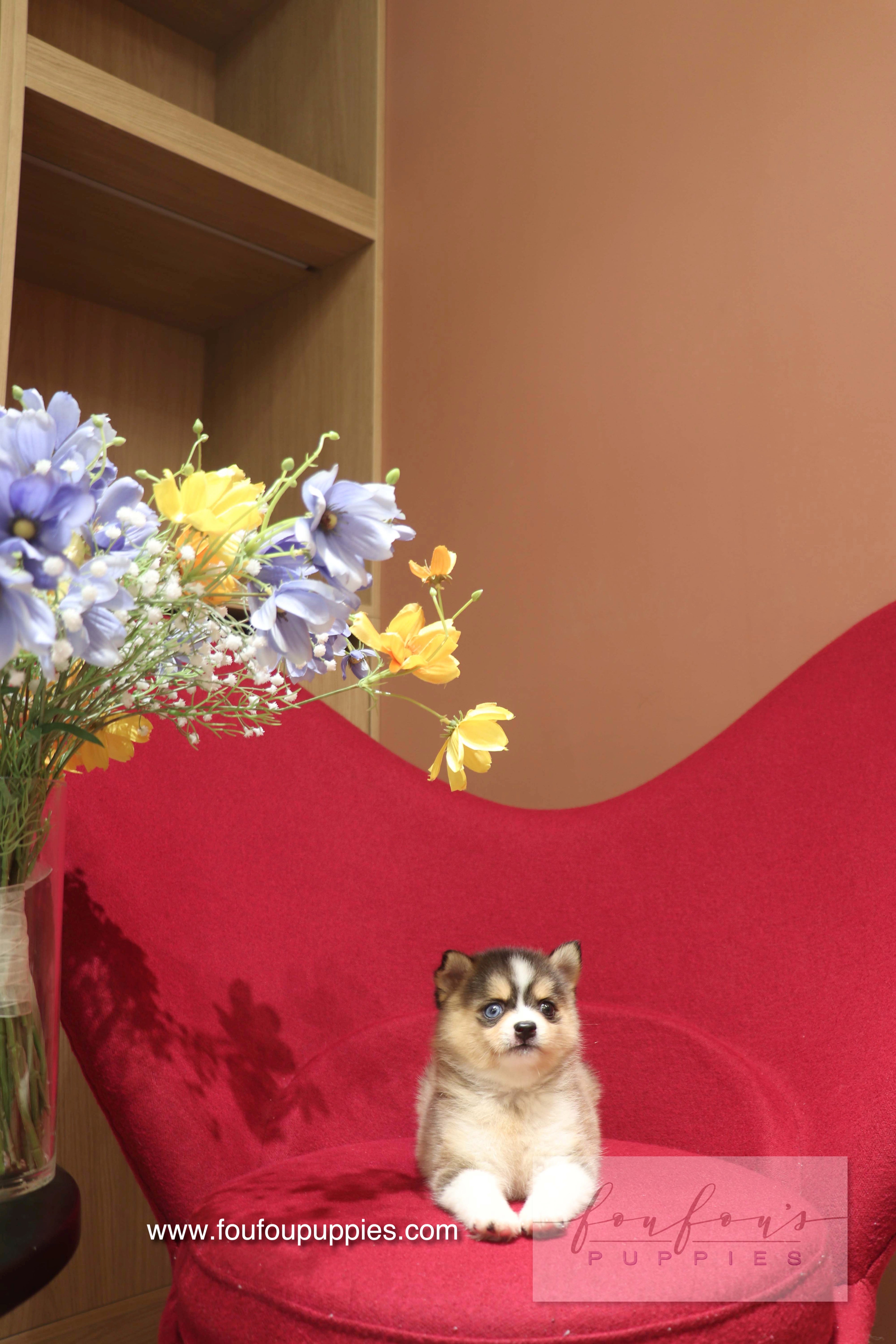 Nyra - Pomsky F.