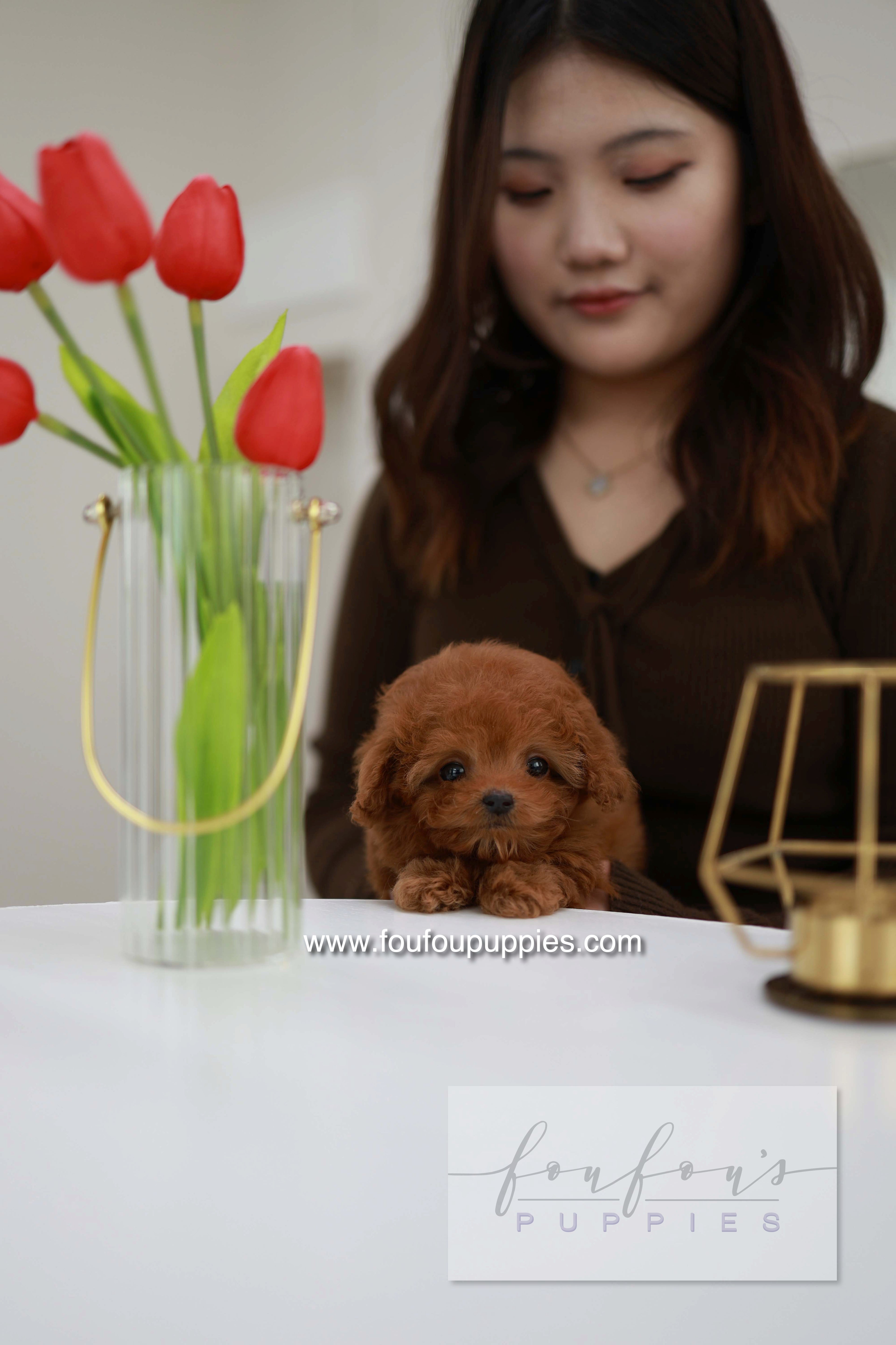 Belle - Poodle F.