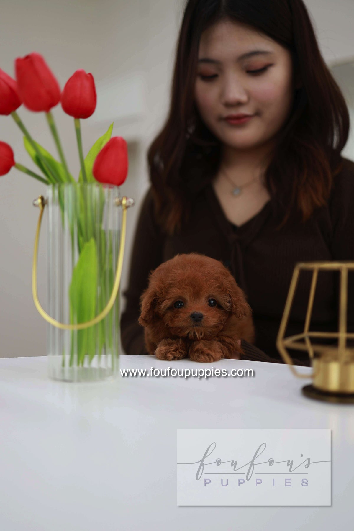 Belle - Poodle F.