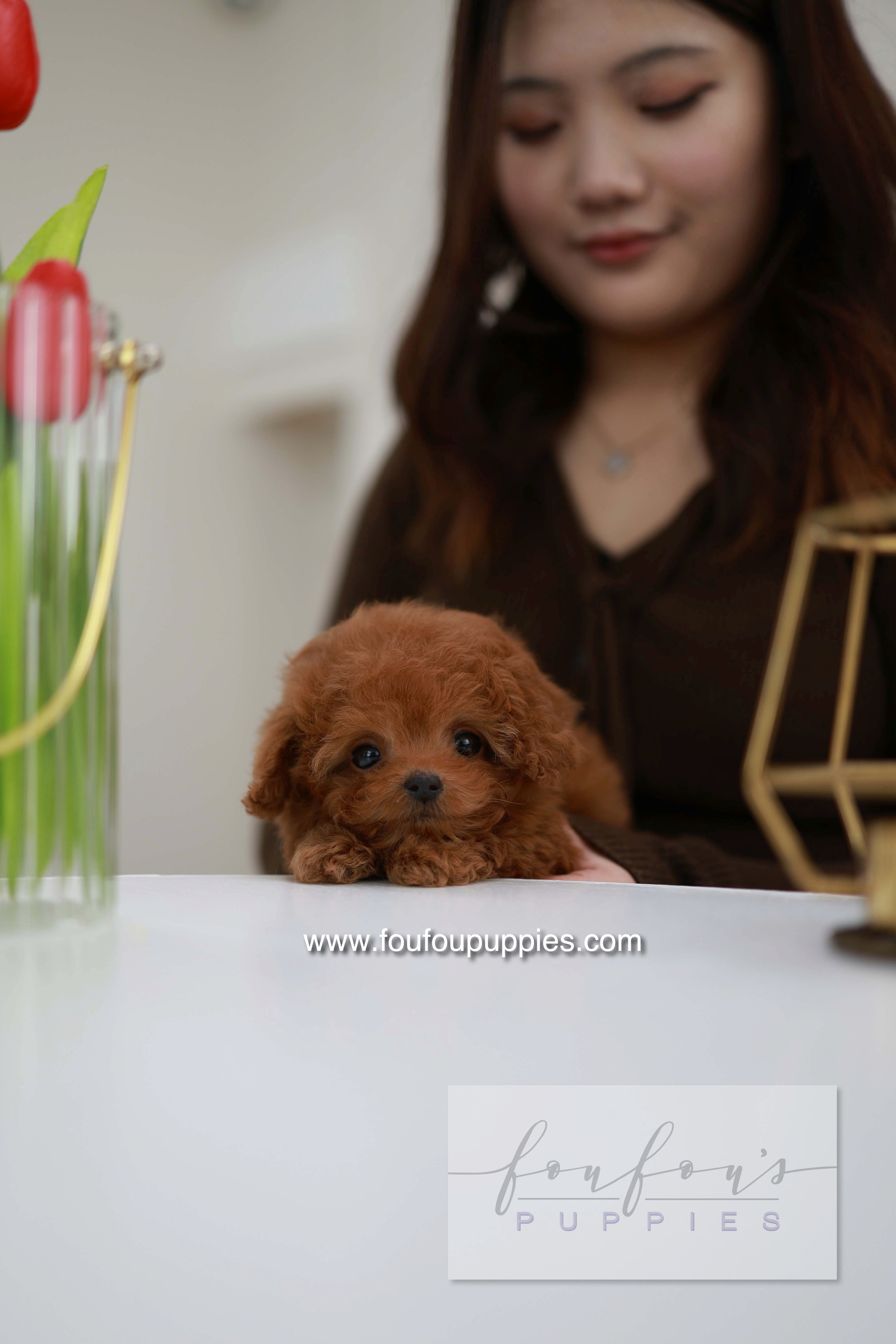Belle - Poodle F.