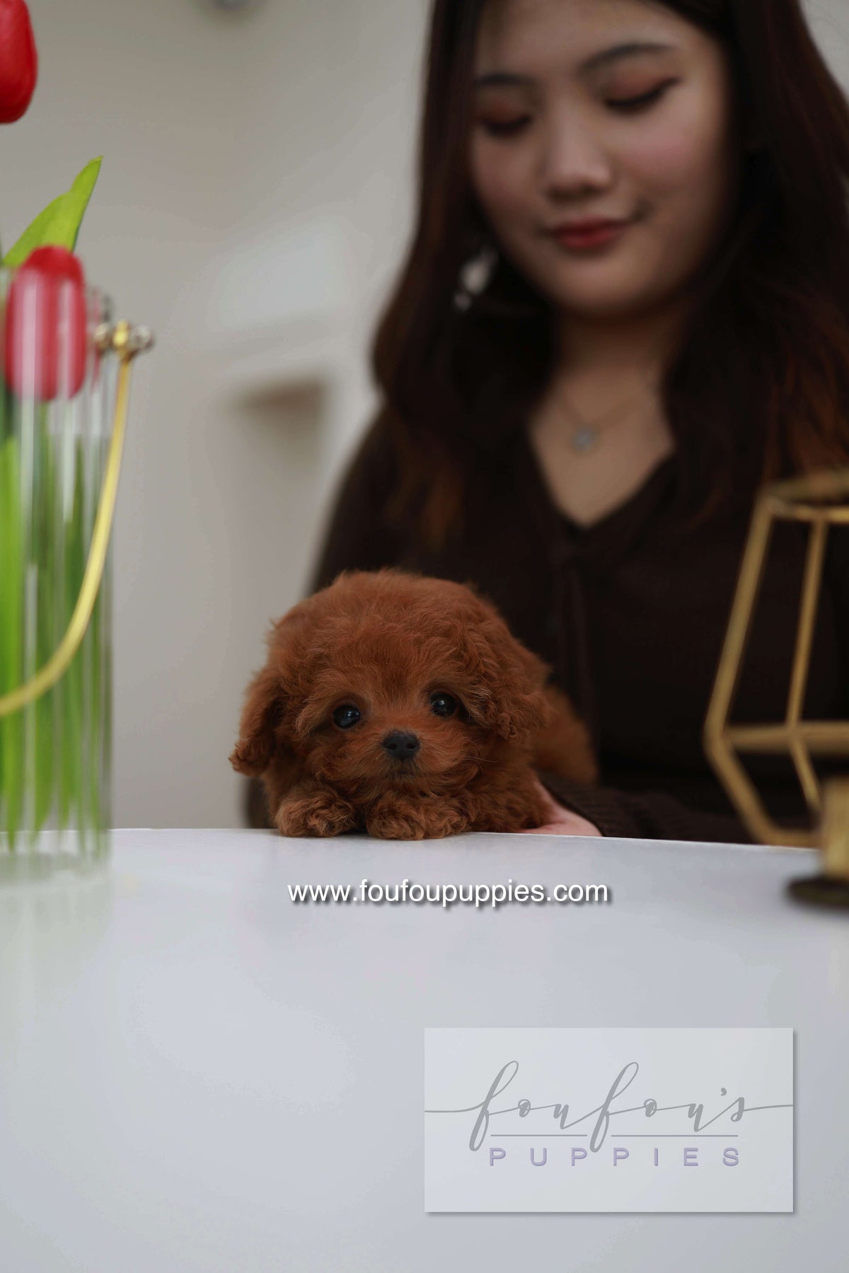 Belle - Poodle F.