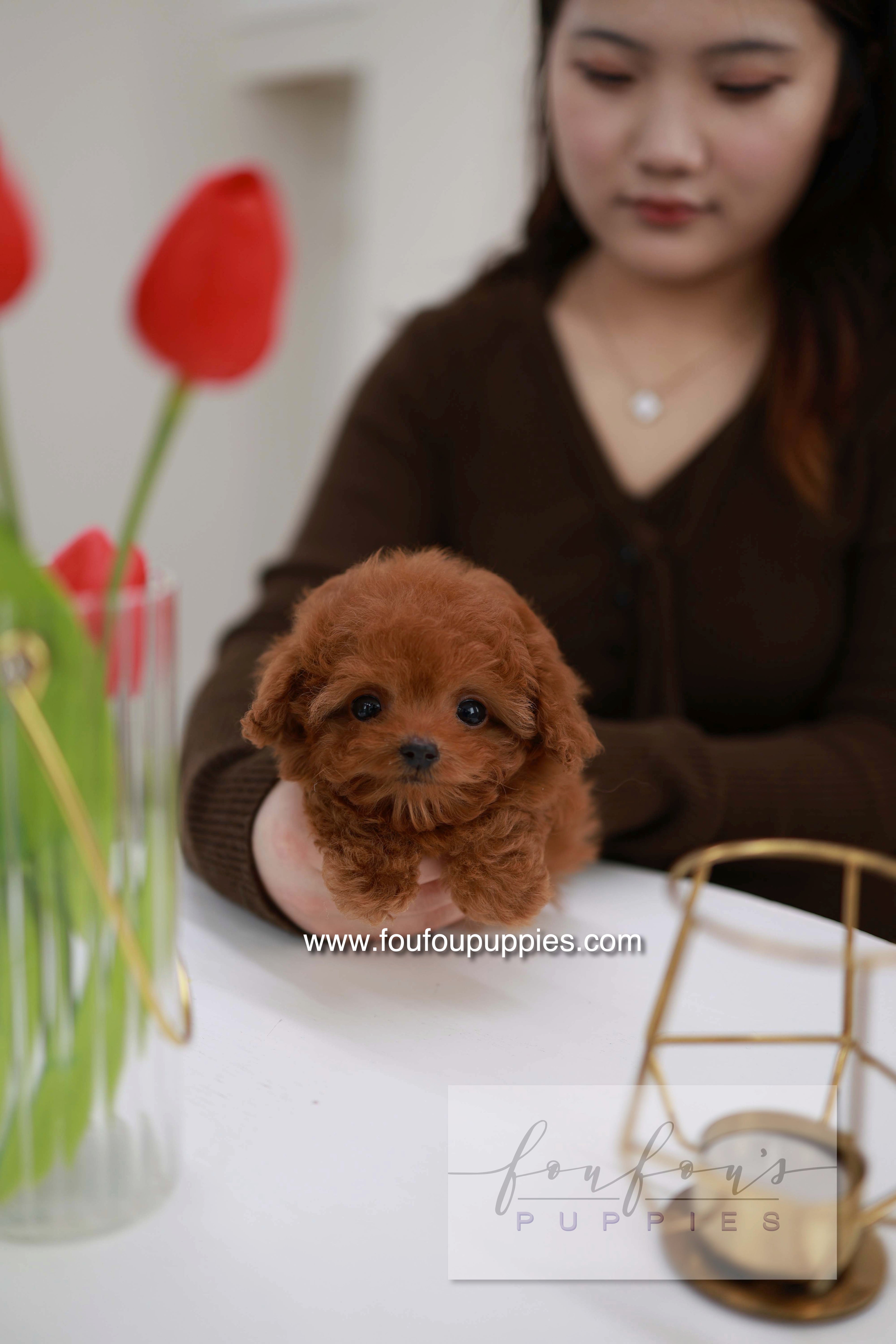 Belle - Poodle F.