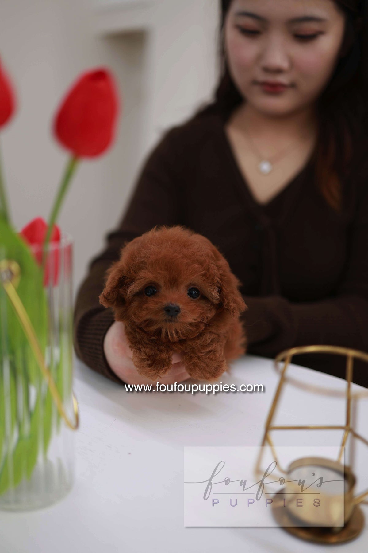 Belle - Poodle F.