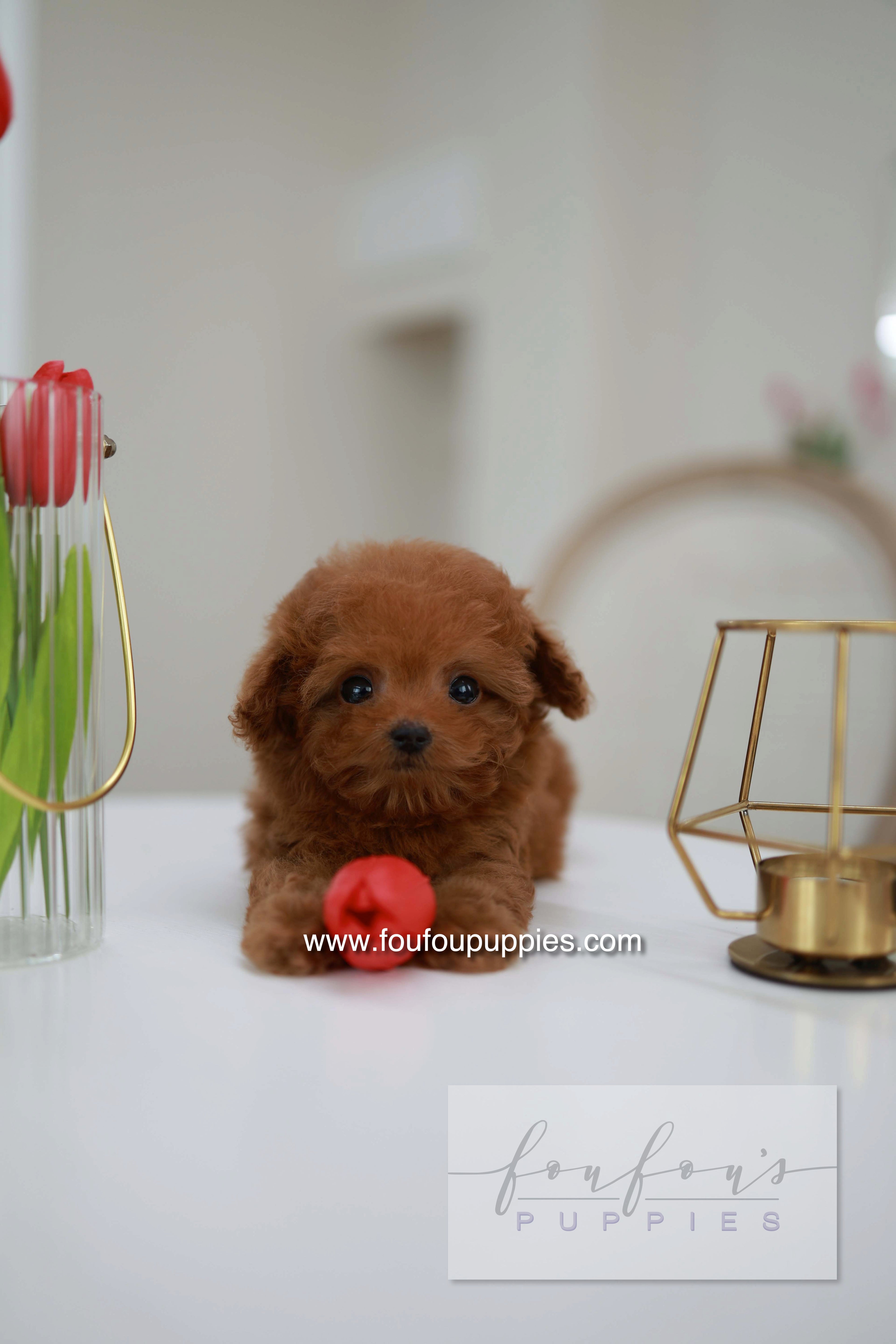 Belle - Poodle F.