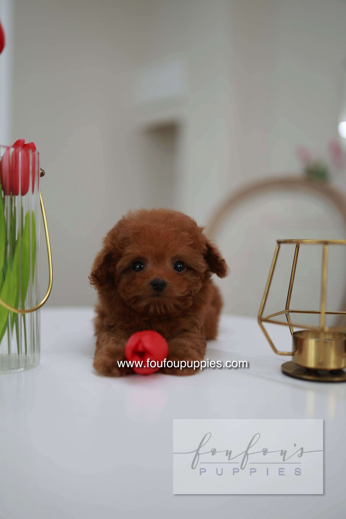 Belle - Poodle F.