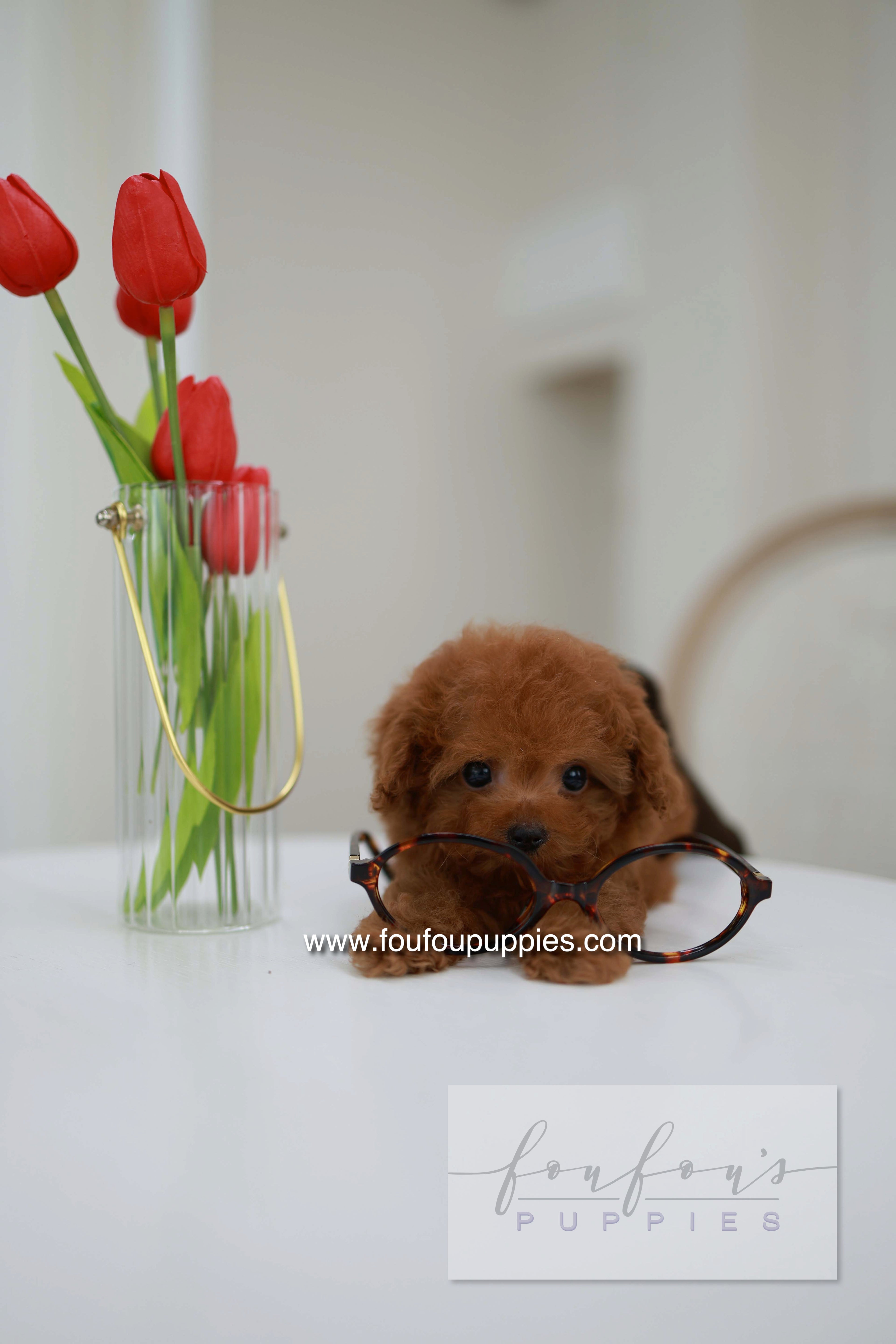 Belle - Poodle F.