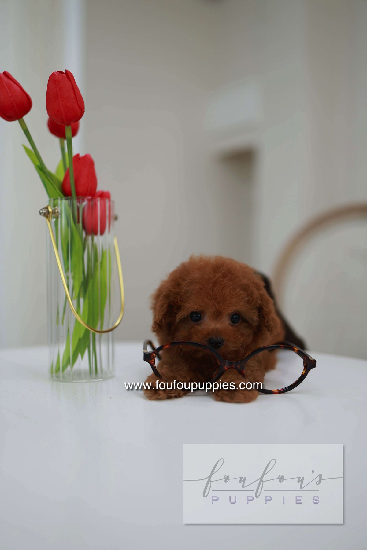 Belle - Poodle F.