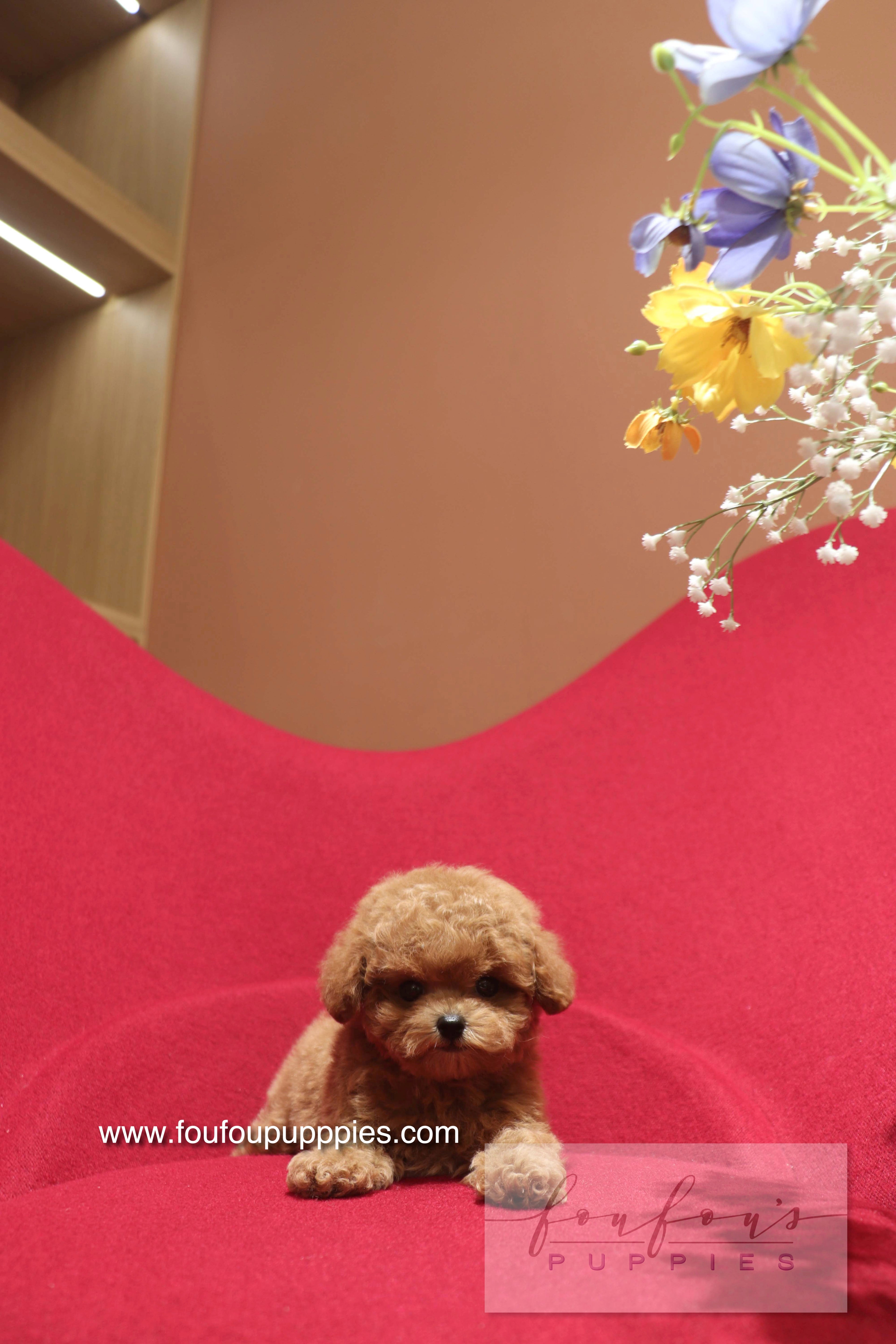 Ken - Poodle M.