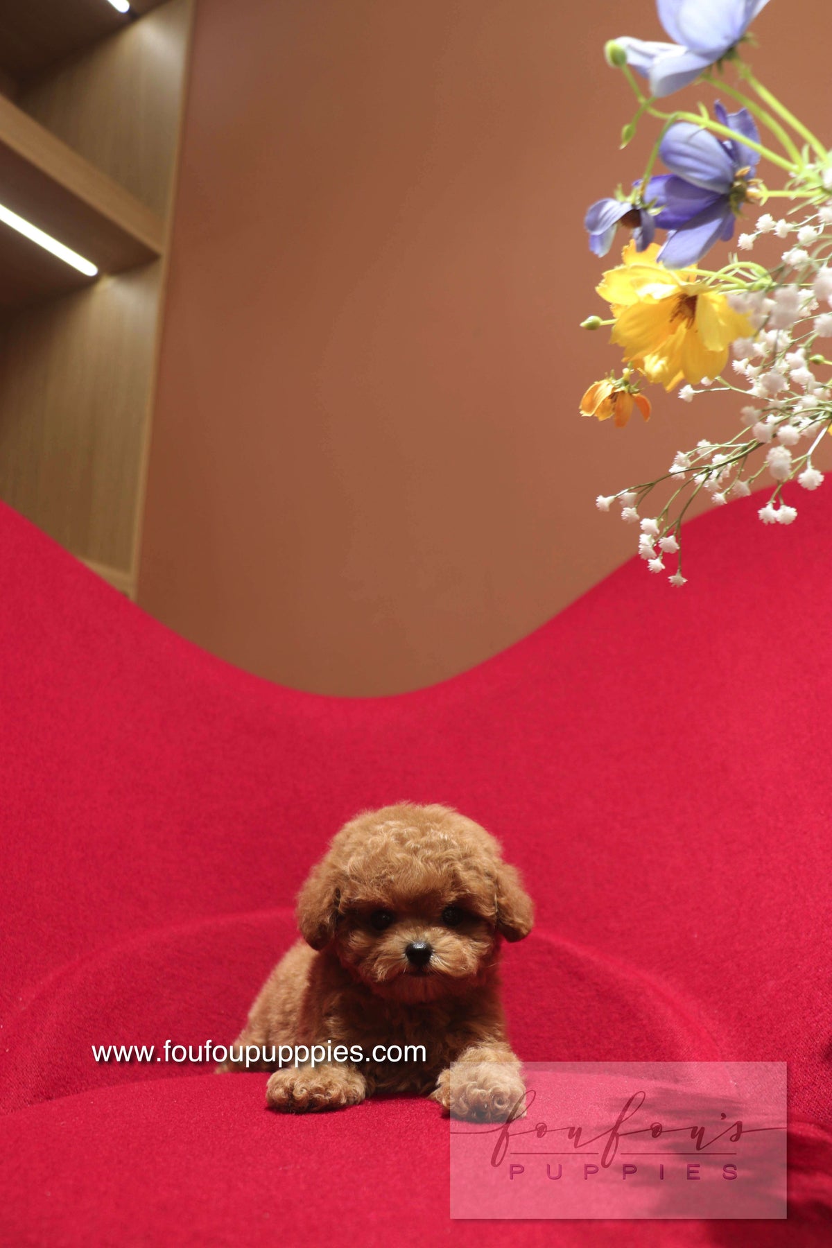 Ken - Poodle M.