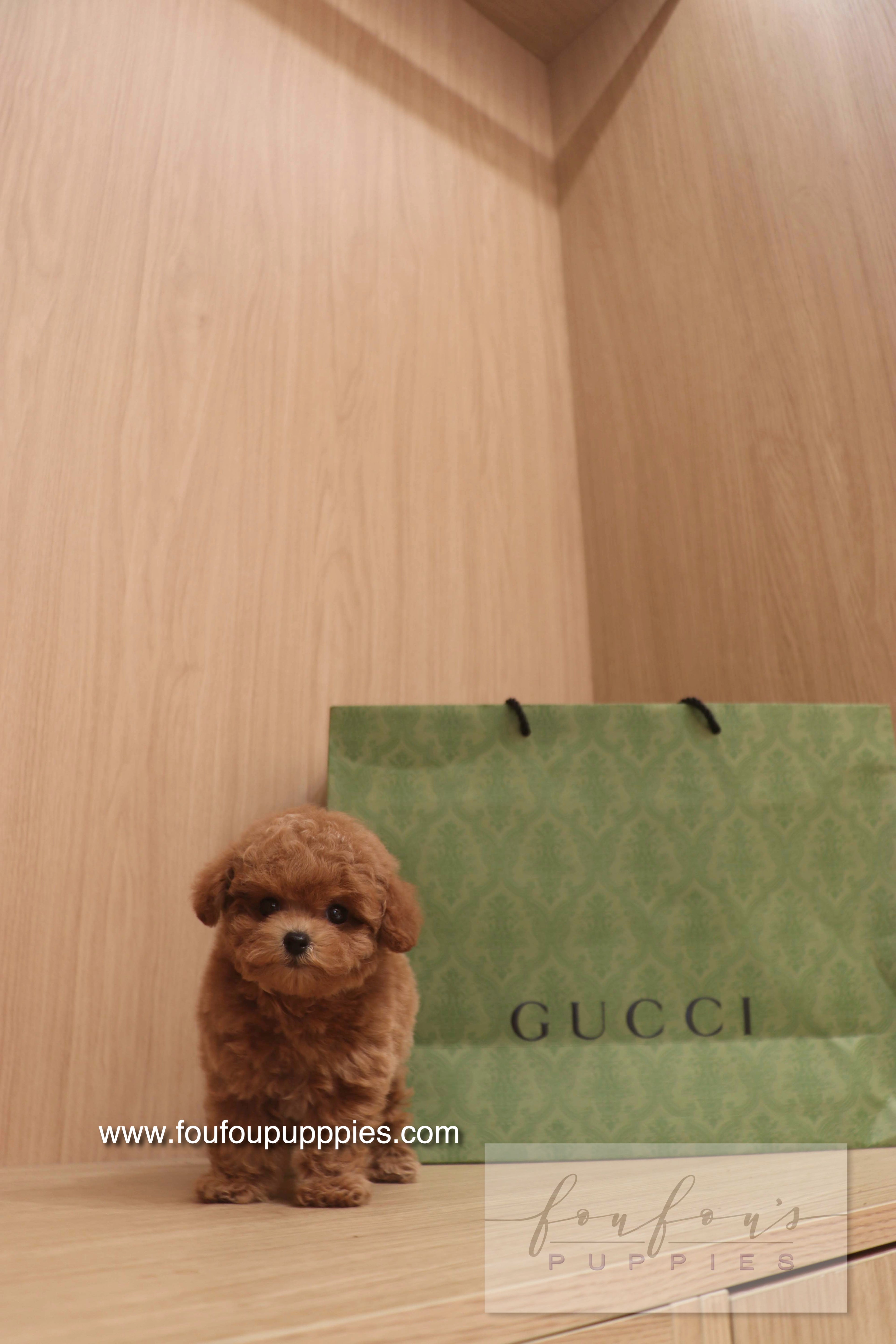 Ken - Poodle M.