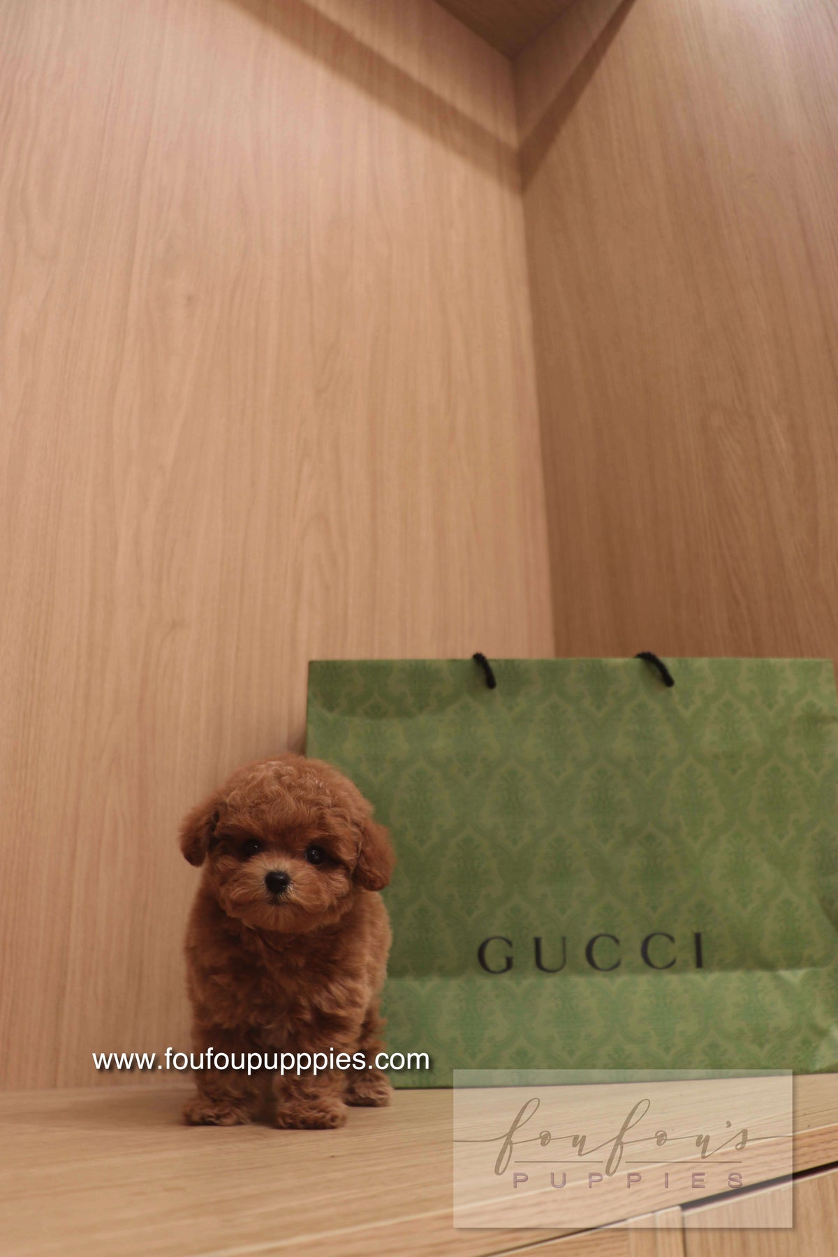 Ken - Poodle M.