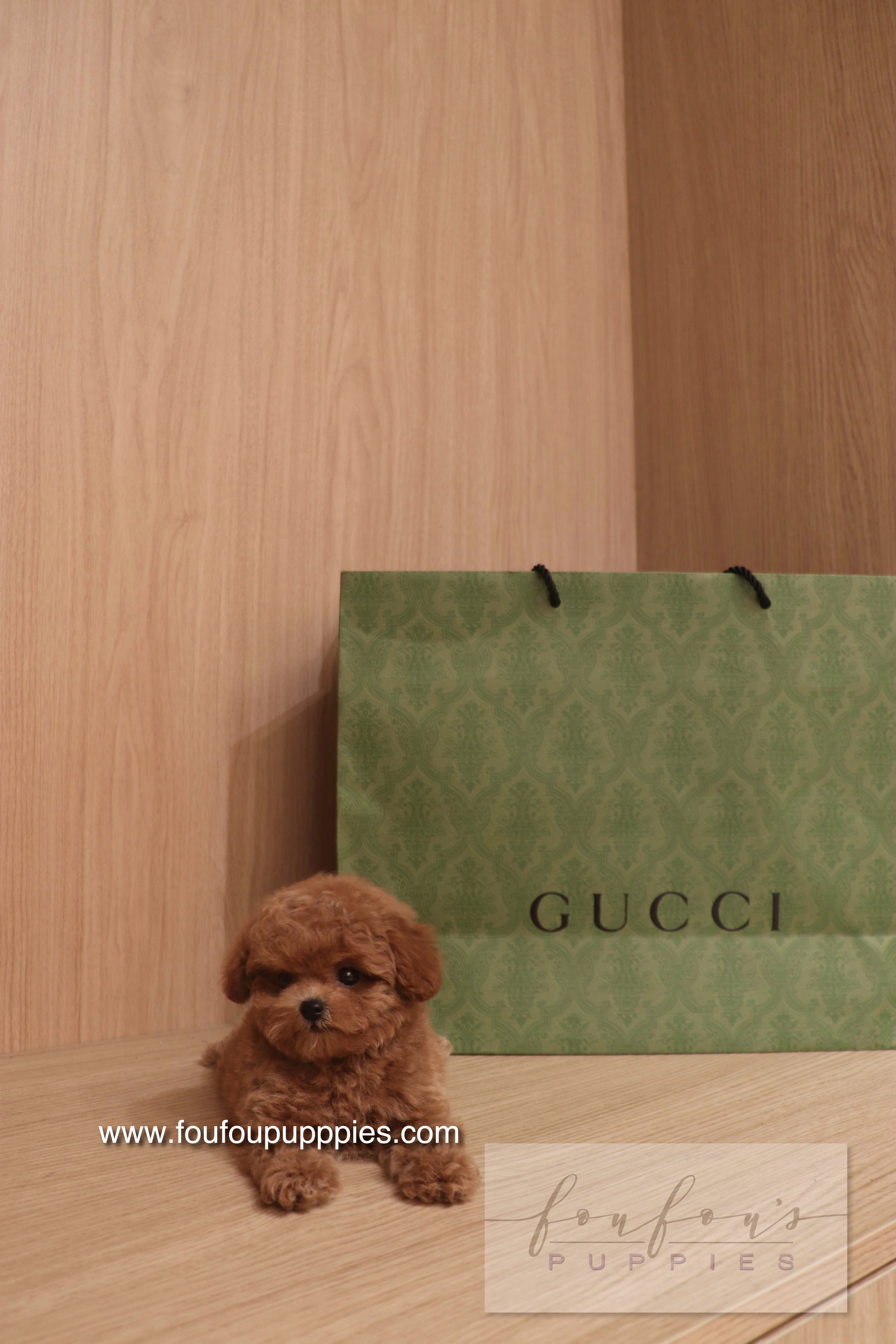 Ken - Poodle M.