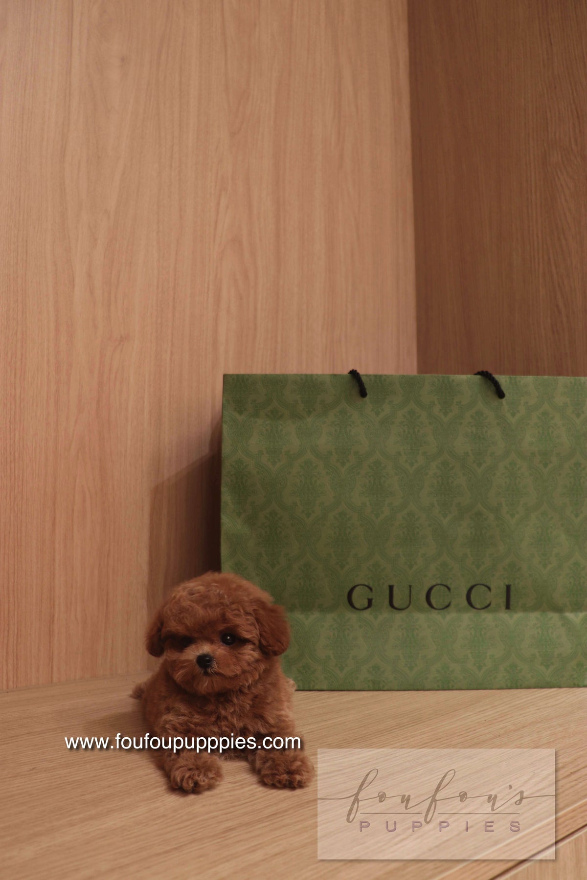 Ken - Poodle M.