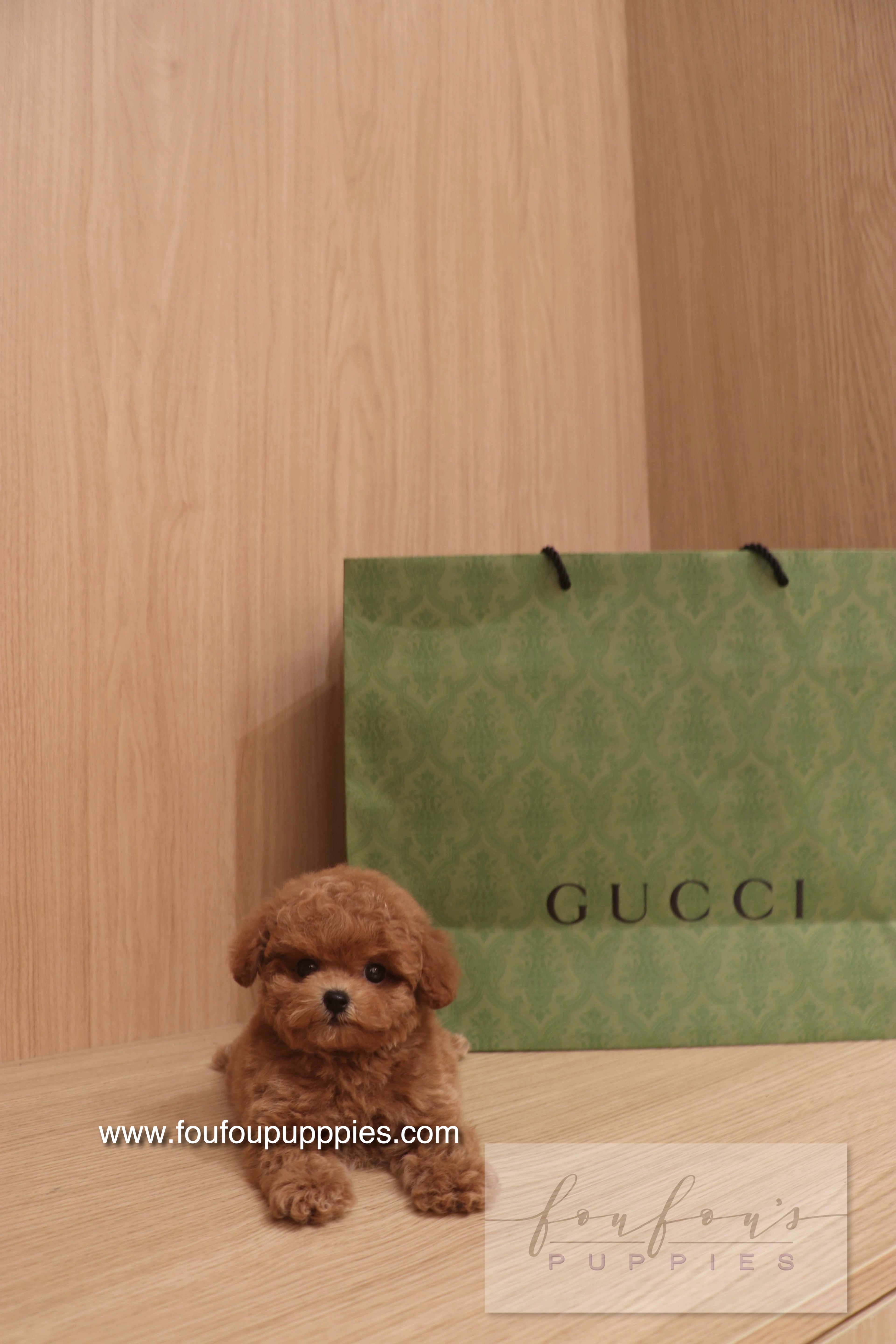 Ken - Poodle M.