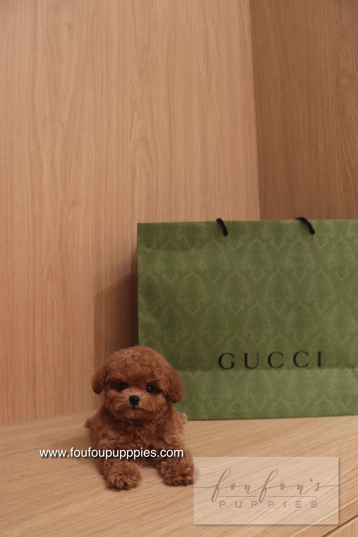 Ken - Poodle M.