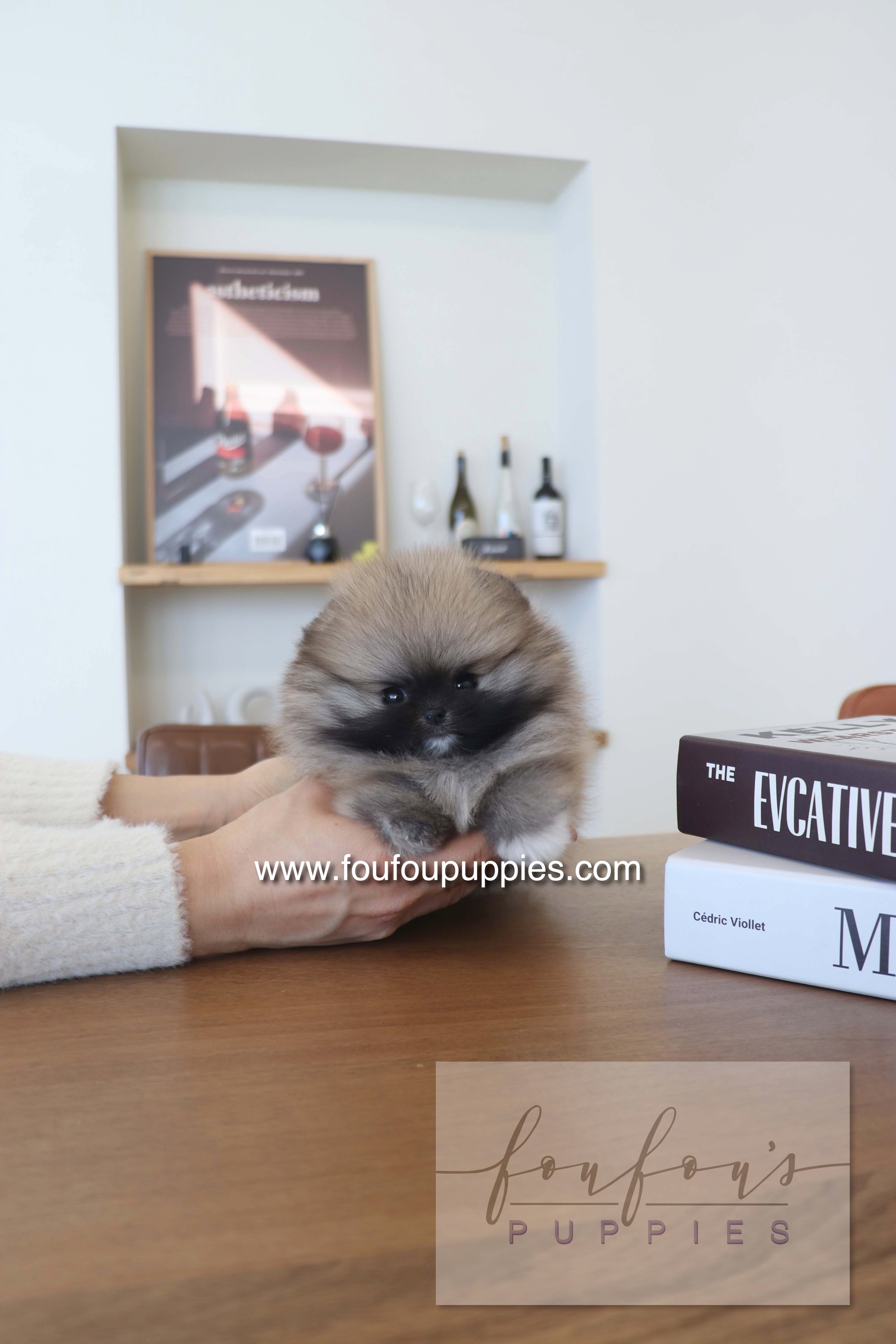 Tiara - Pomeranian F.