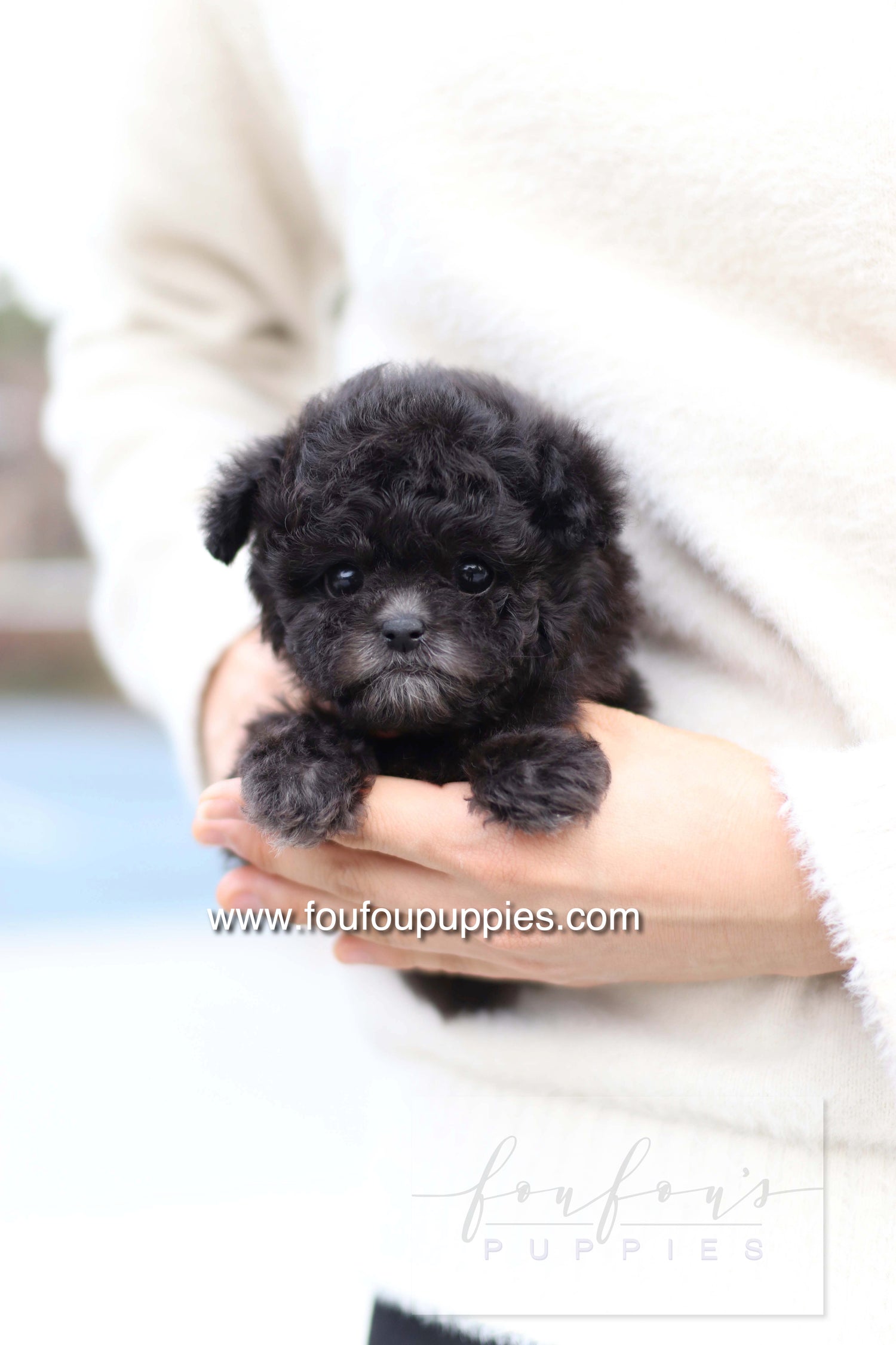 Dahlia - Poodle F.
