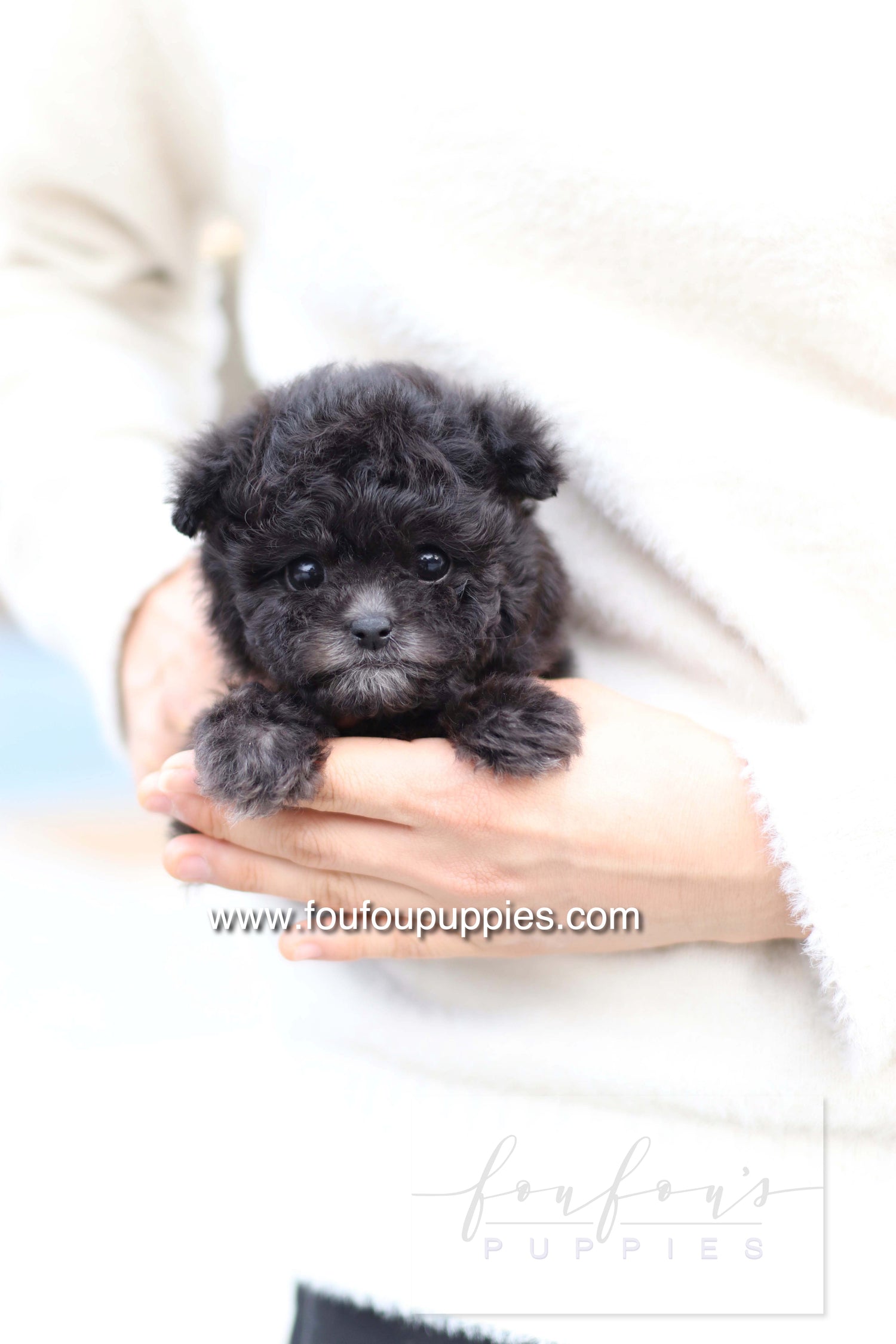 Dahlia - Poodle F.