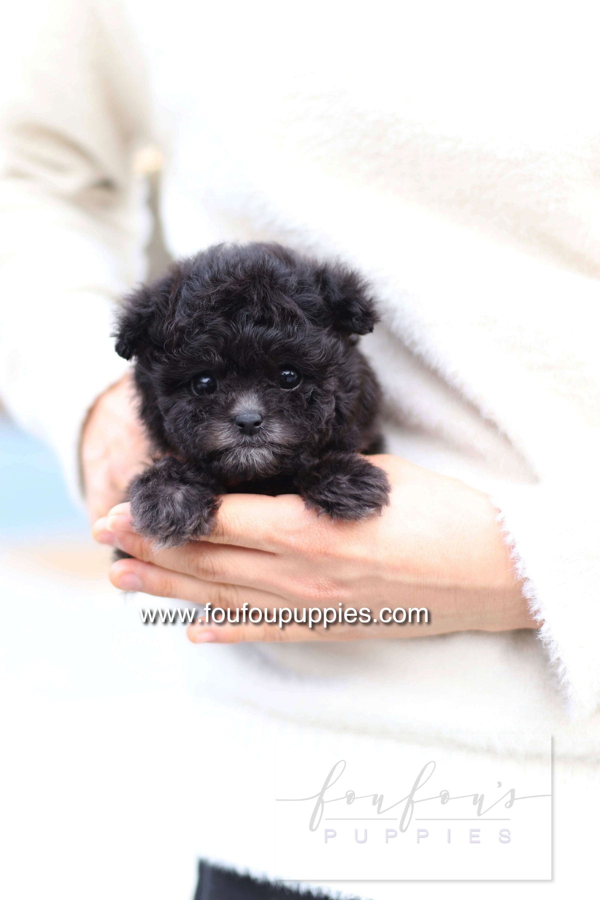 Dahlia - Poodle F.