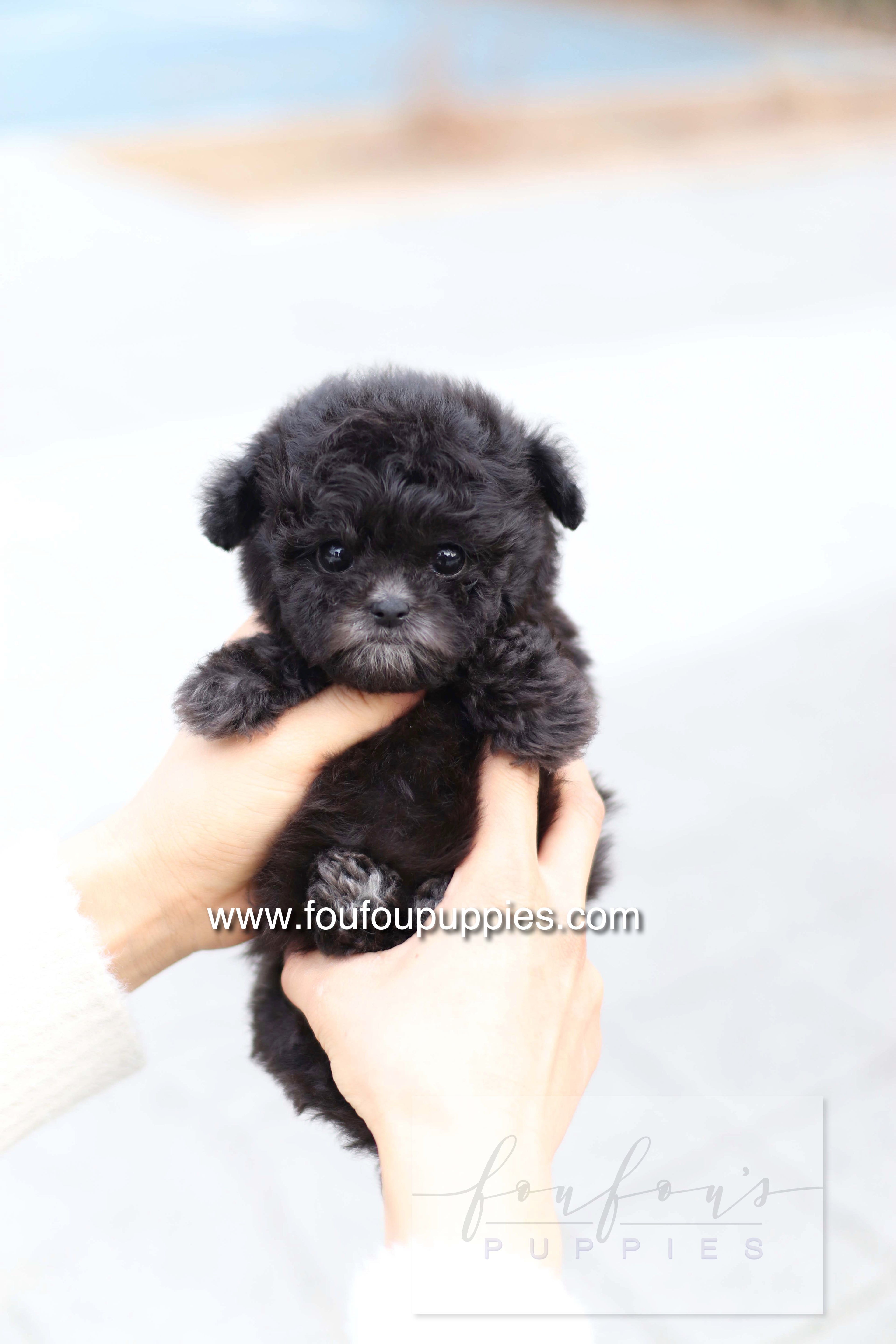 Dahlia - Poodle F.
