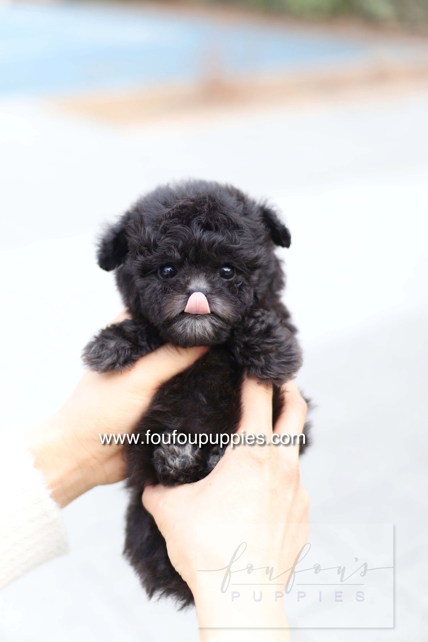 Dahlia - Poodle F.