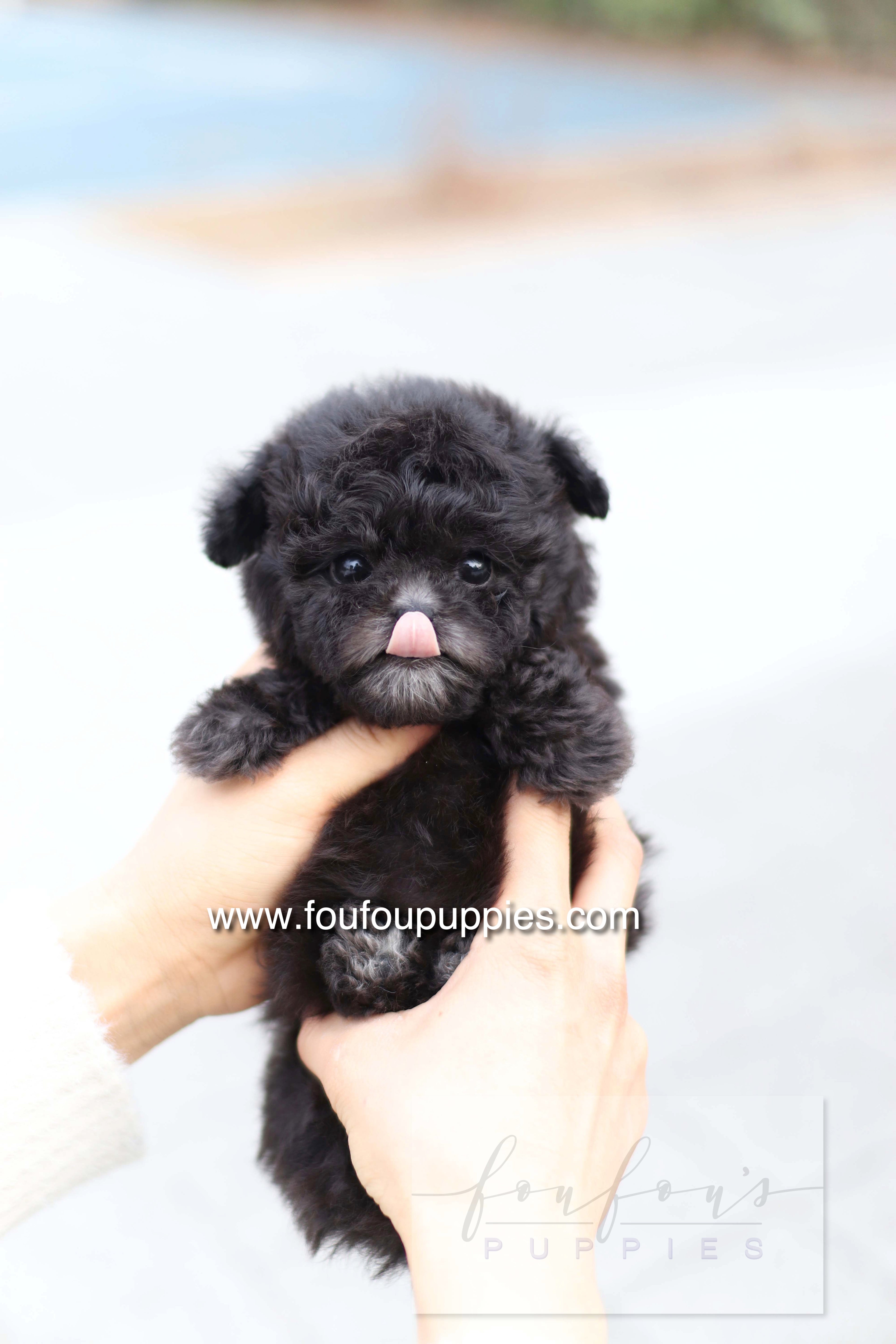 Dahlia - Poodle F.