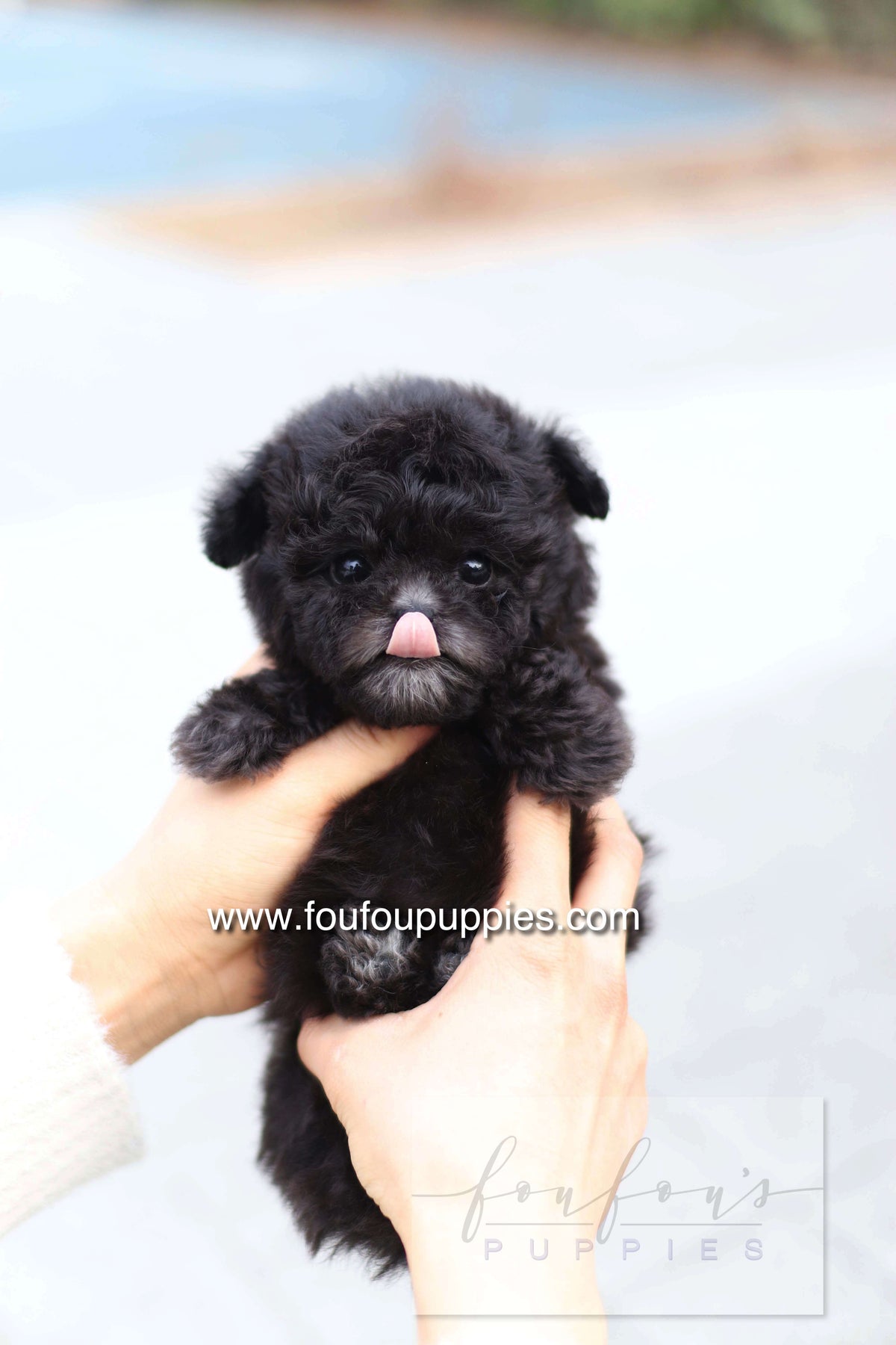 Dahlia - Poodle F.