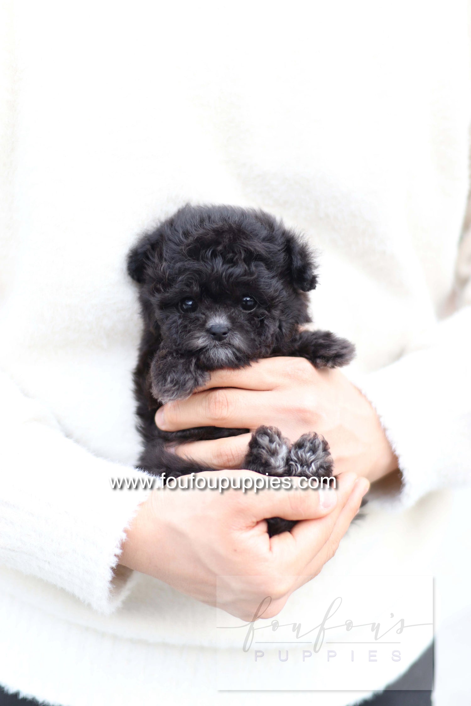 Dahlia - Poodle F.