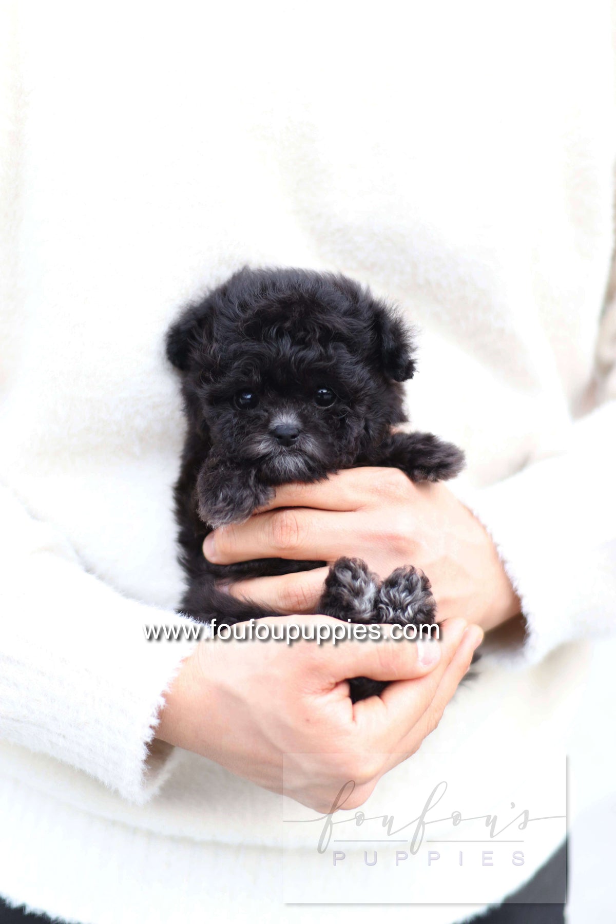 Dahlia - Poodle F.