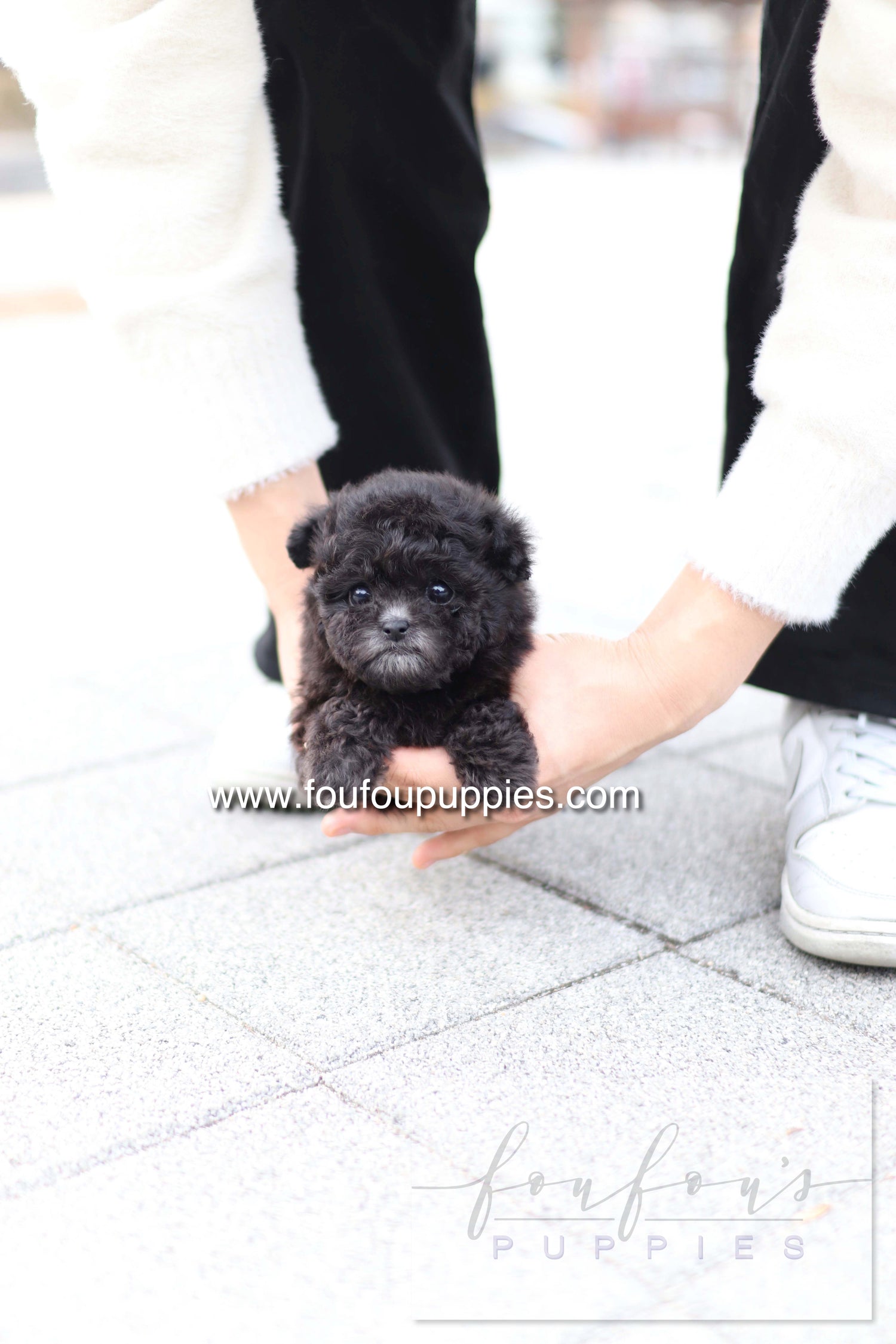 Dahlia - Poodle F.