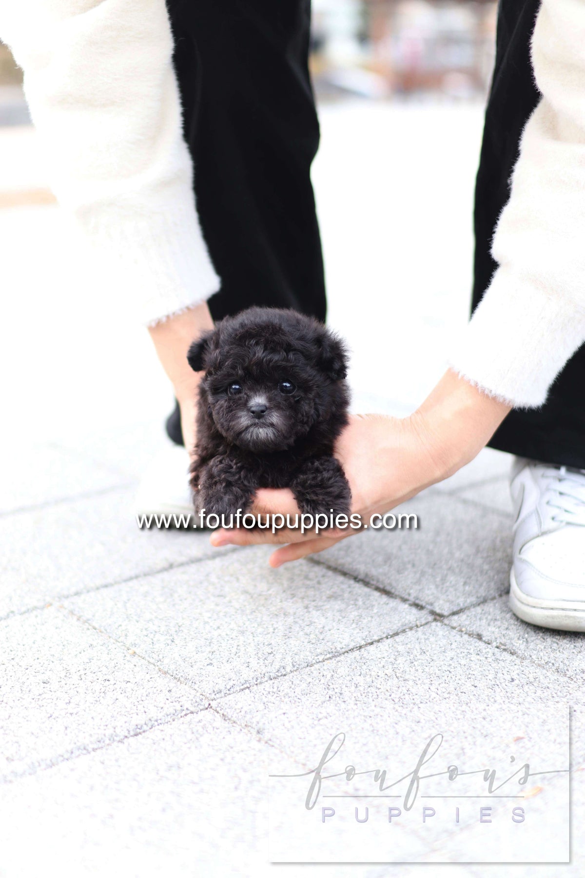 Dahlia - Poodle F.