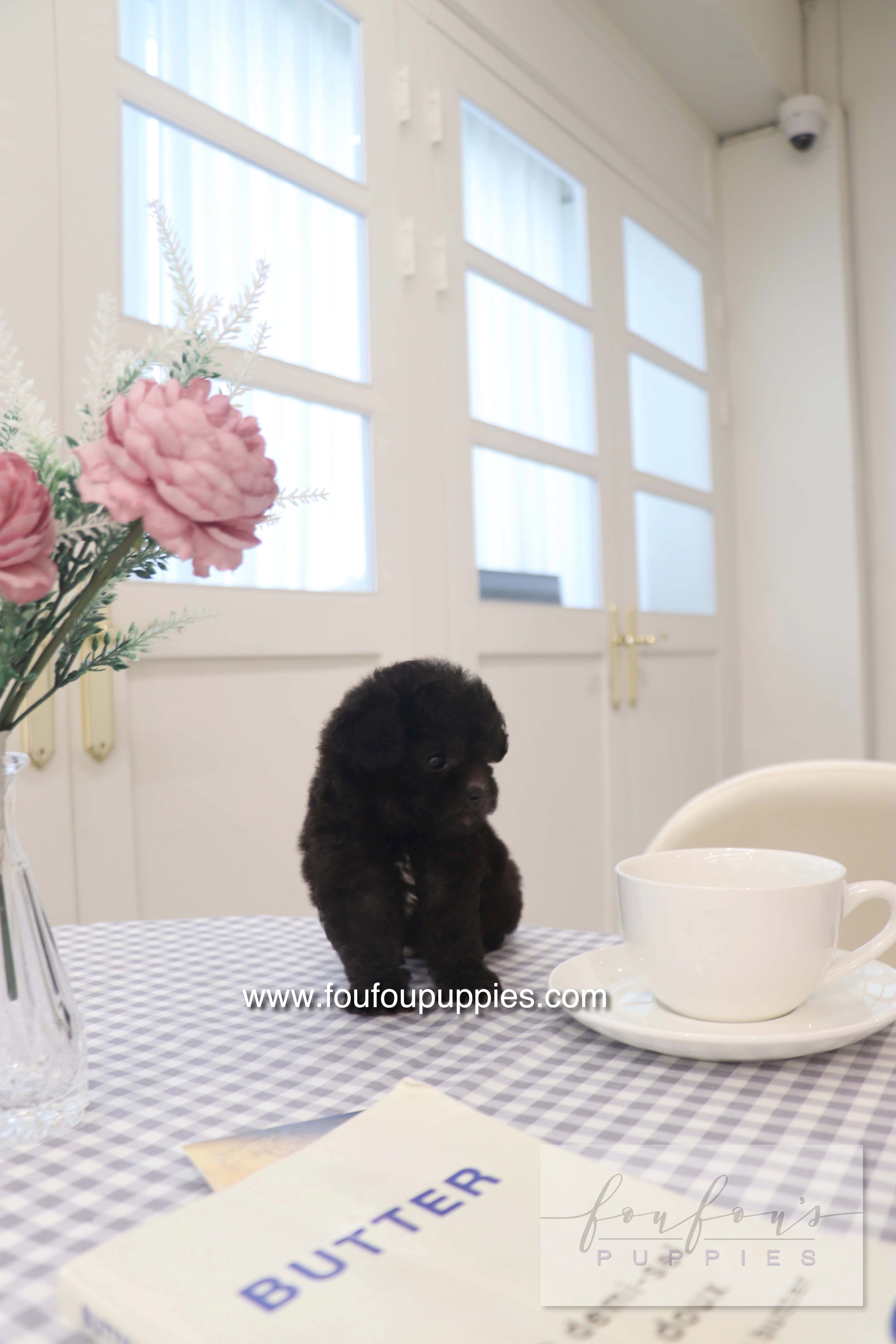 Dahlia - Poodle F.