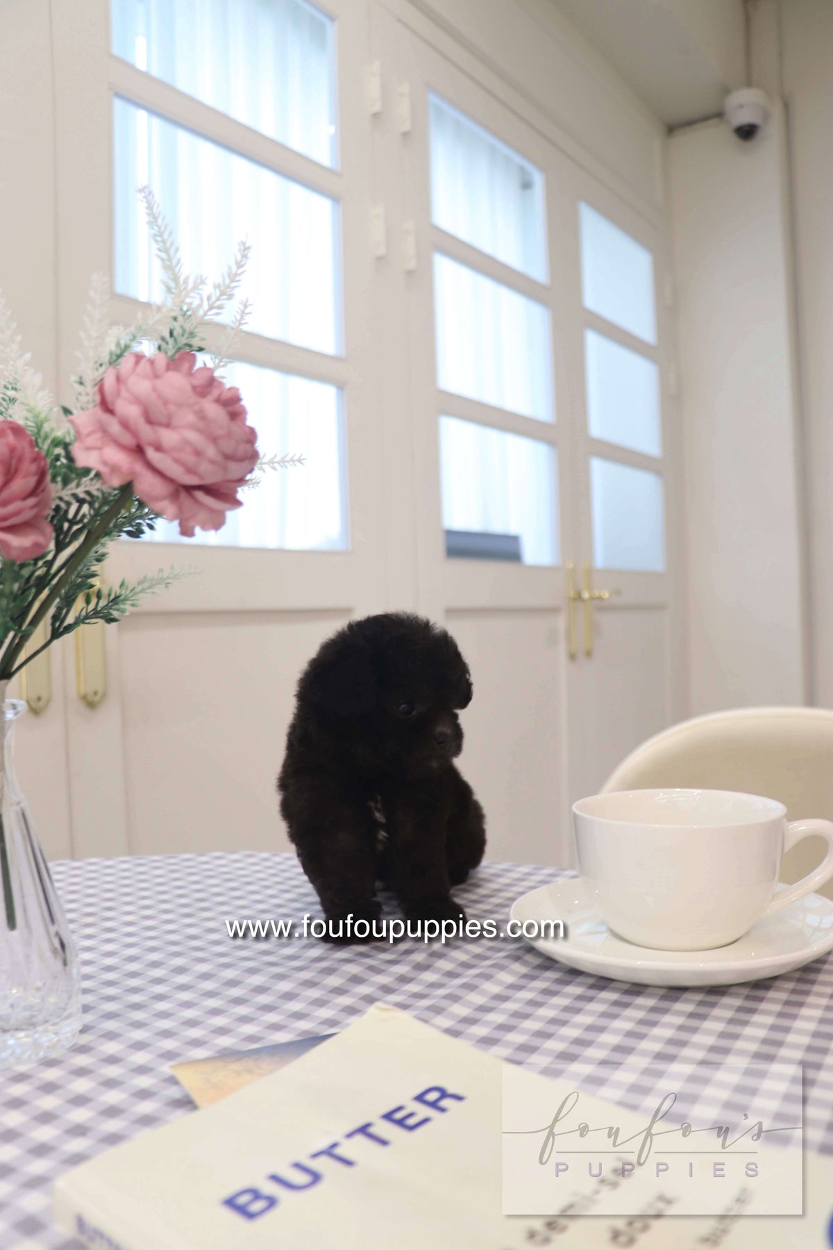 Dahlia - Poodle F.