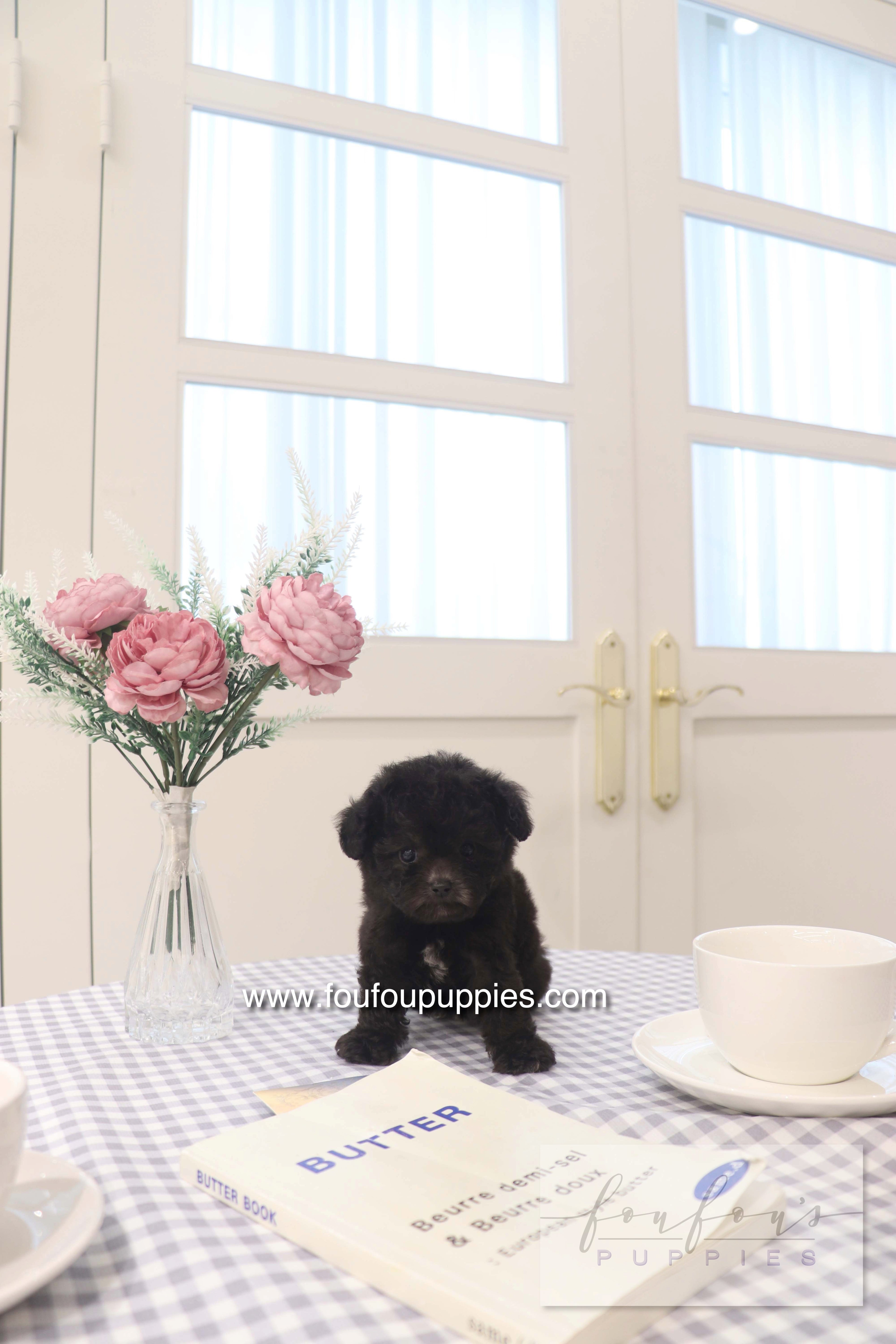 Dahlia - Poodle F.
