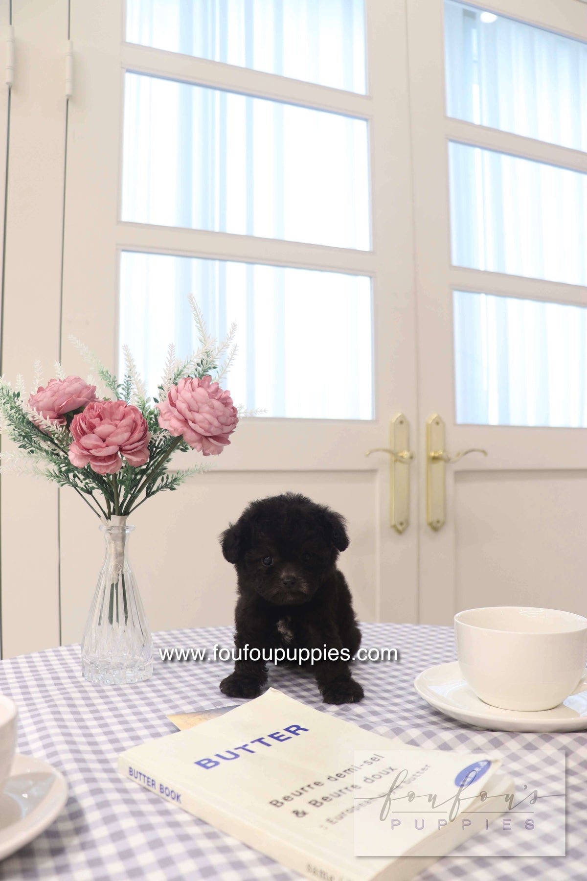 Dahlia - Poodle F.