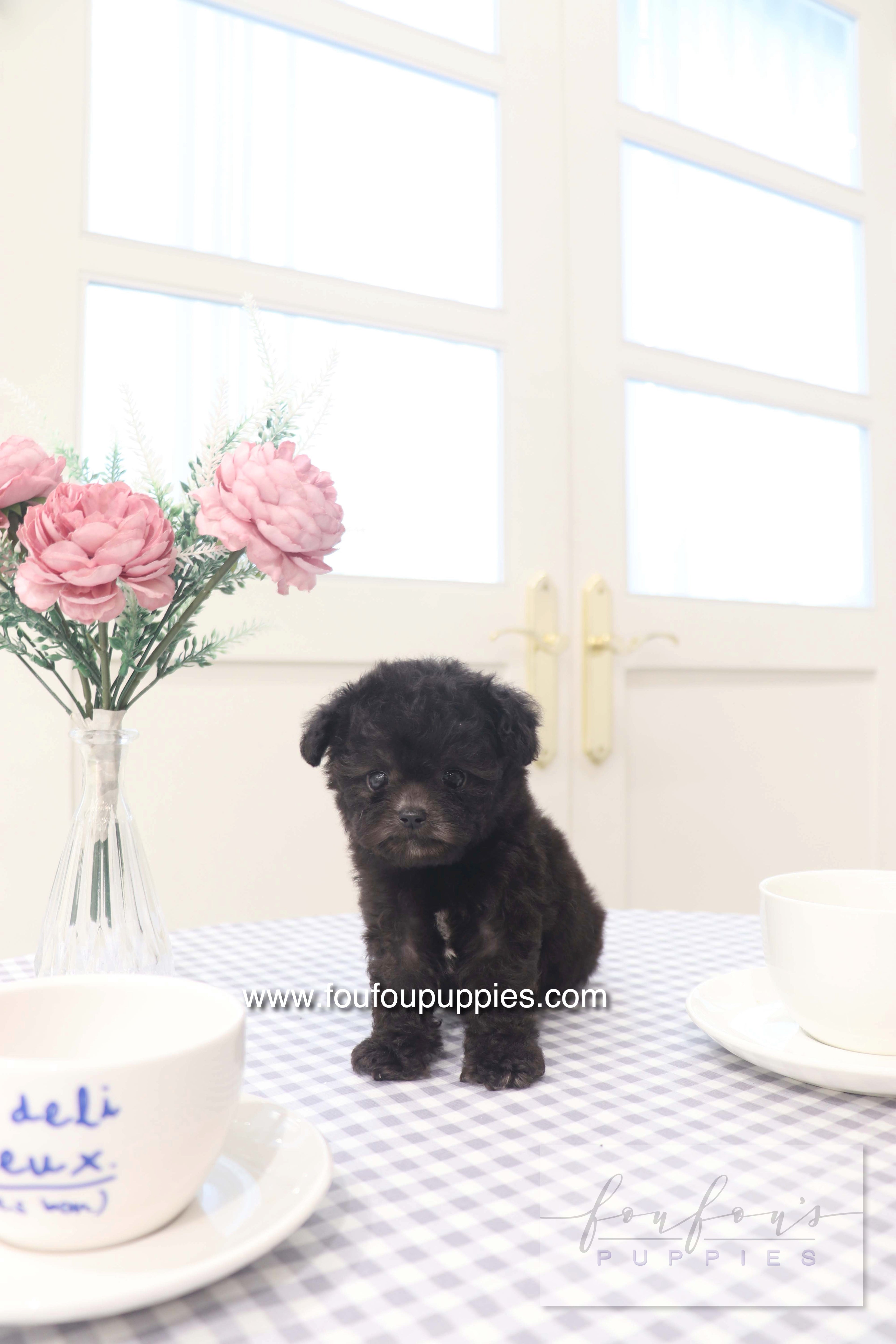 Dahlia - Poodle F.